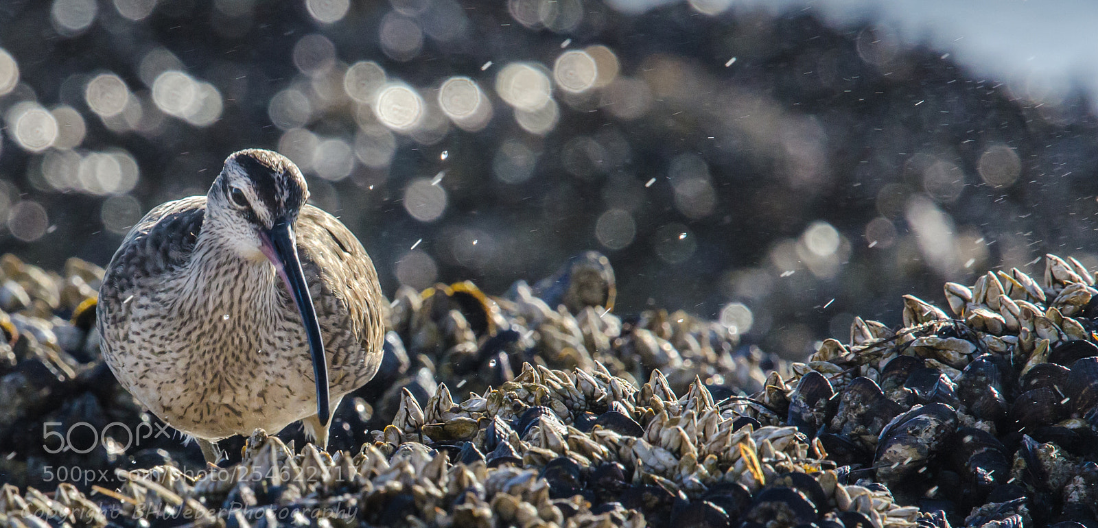 Nikon D7000 sample photo. Curlew & sea spray photography