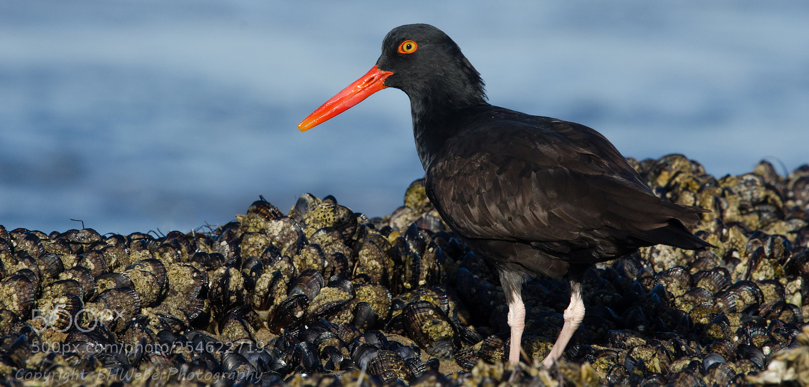 Nikon D7000 sample photo. Oystercatcher hits the jackpot photography