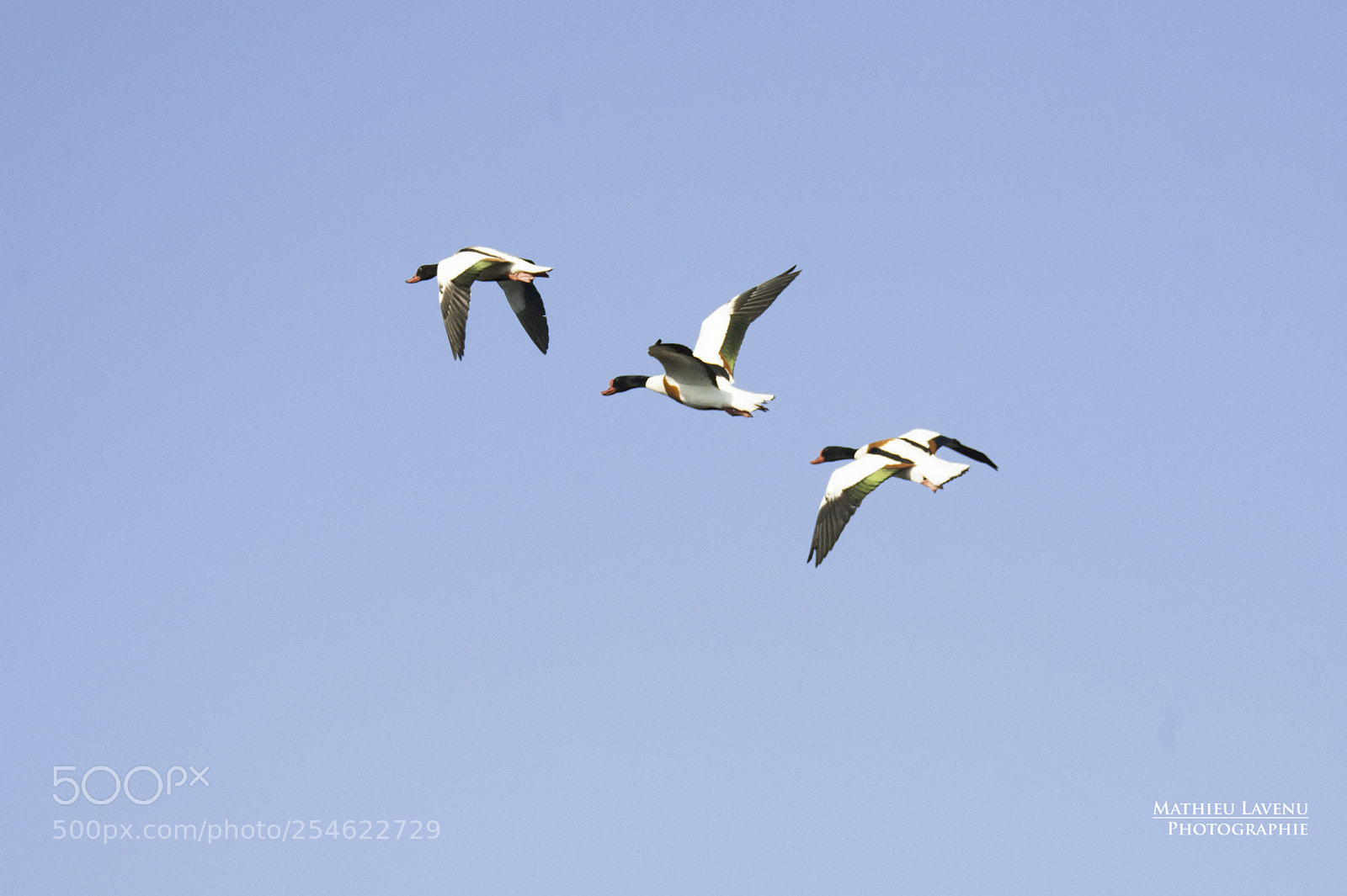 Nikon D700 sample photo. Fly photography