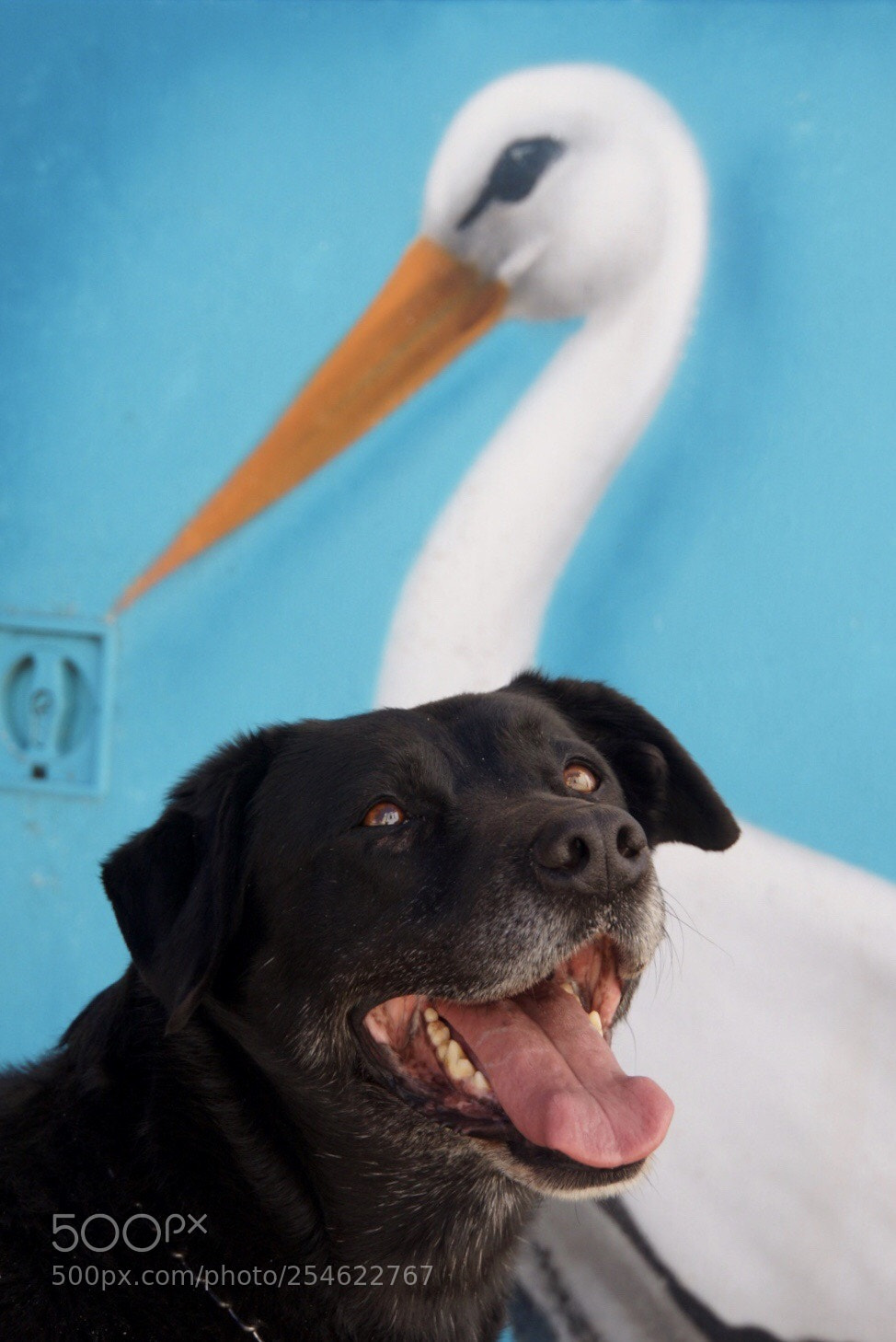 Sony Alpha NEX-7 sample photo. Happy dog photography