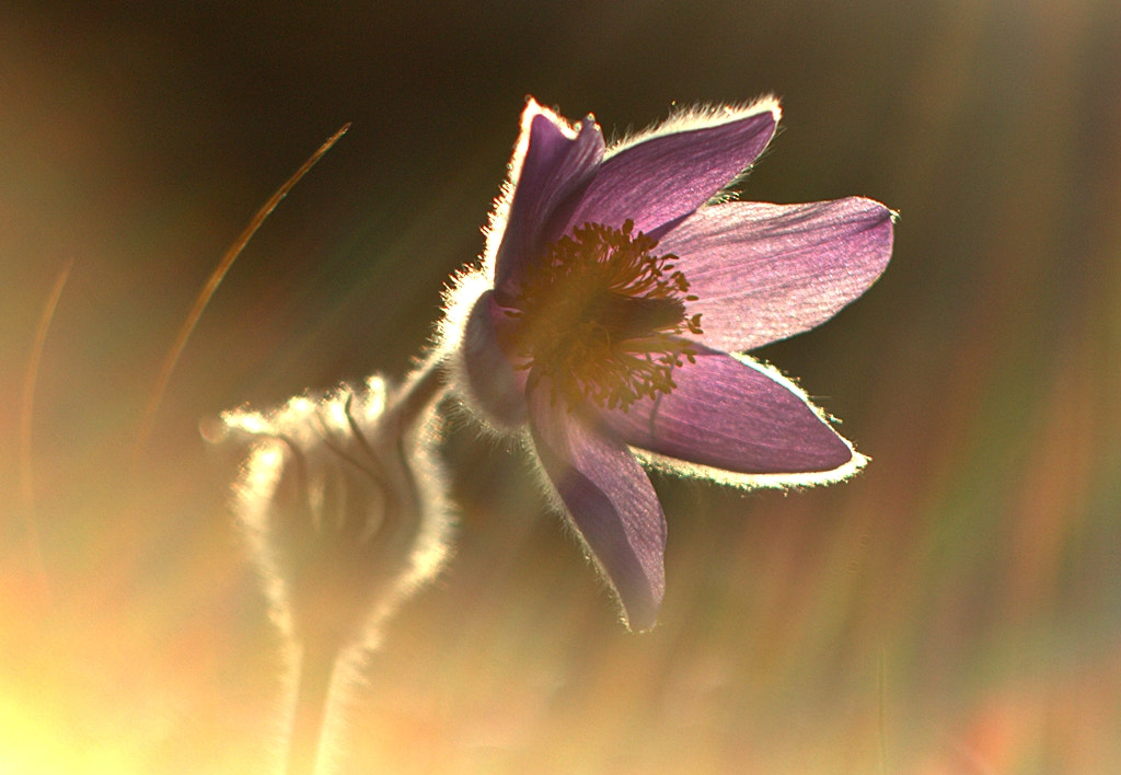 Canon EOS 600D (Rebel EOS T3i / EOS Kiss X5) + Canon EF 35-80mm f/4-5.6 sample photo. Pulsatilla slavica photography