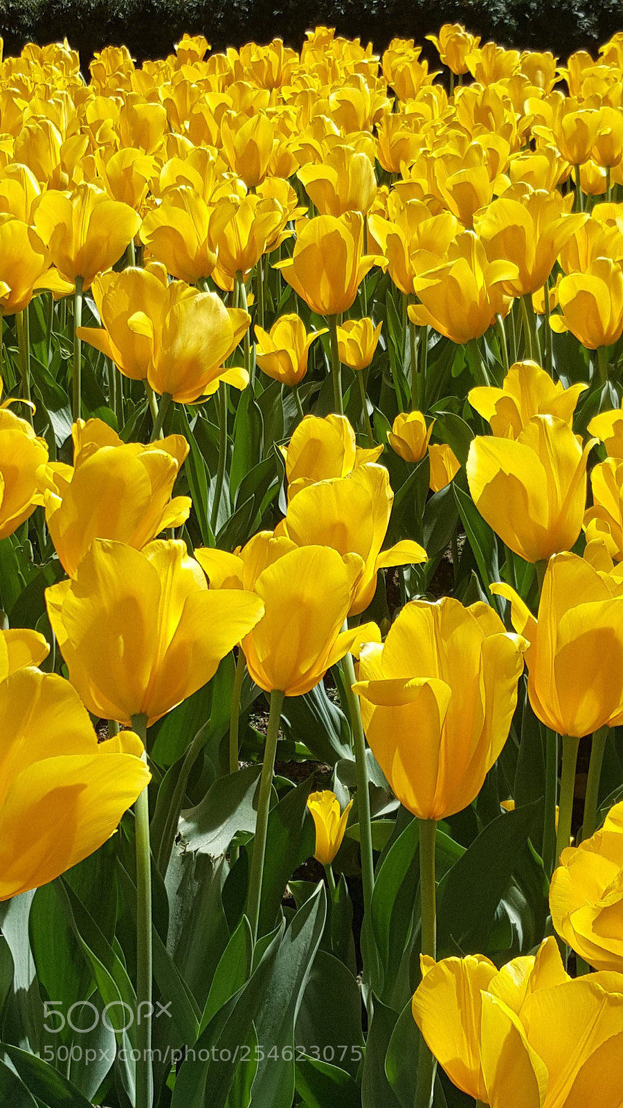 Samsung GALAXY S6 edge sample photo. Flower photography