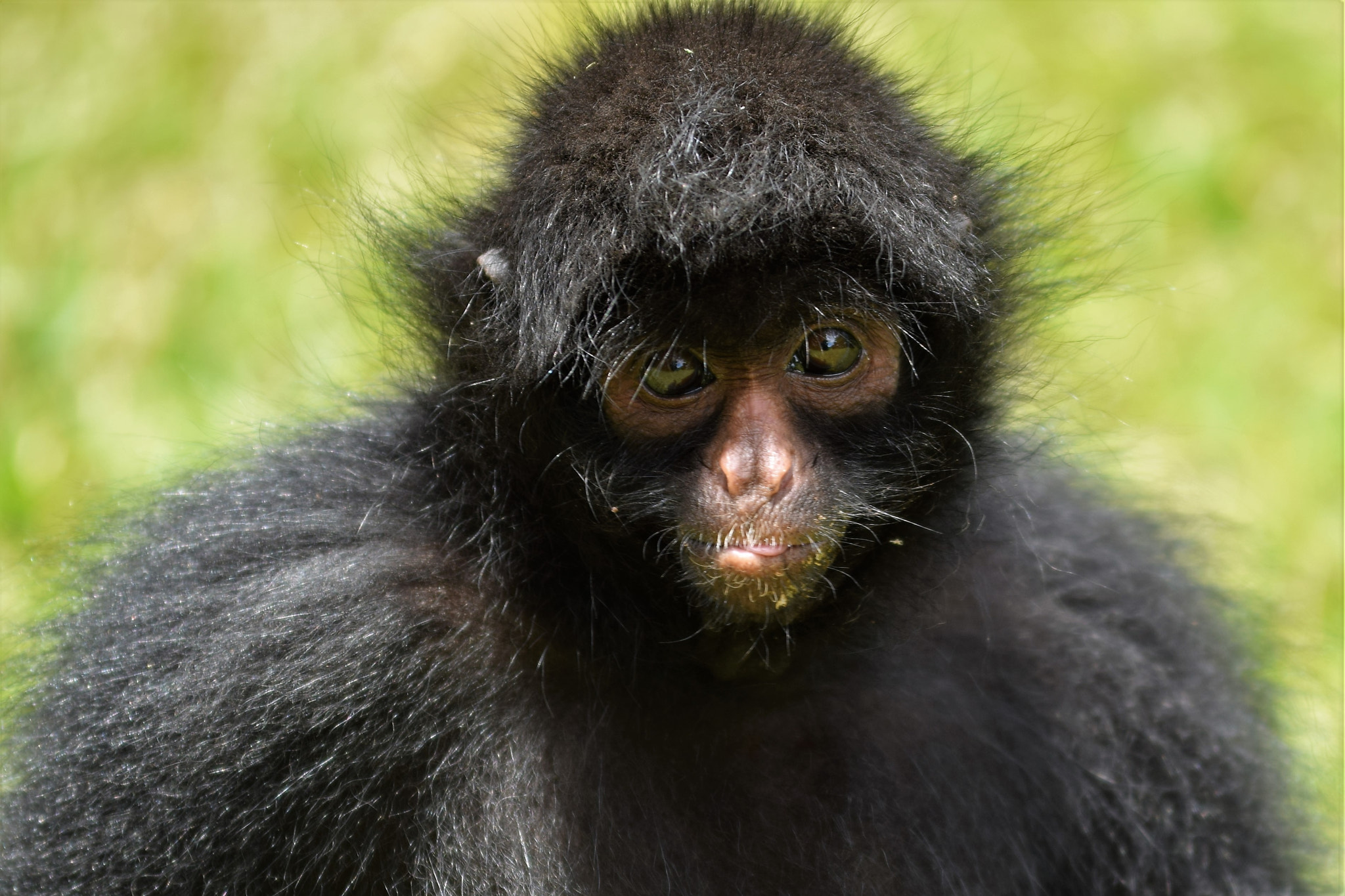 Nikon D3300 sample photo. A monkey looking at you photography