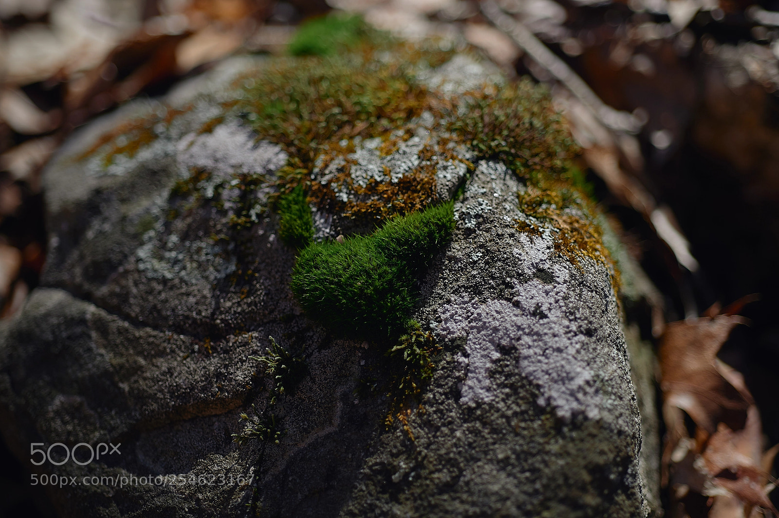 Nikon Df sample photo. Moss on the rock photography