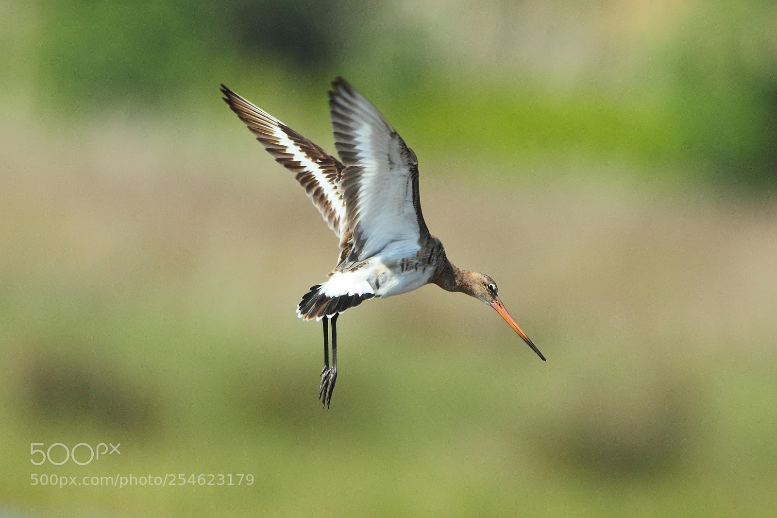 Canon EOS-1D Mark IV sample photo. 111.jpg photography