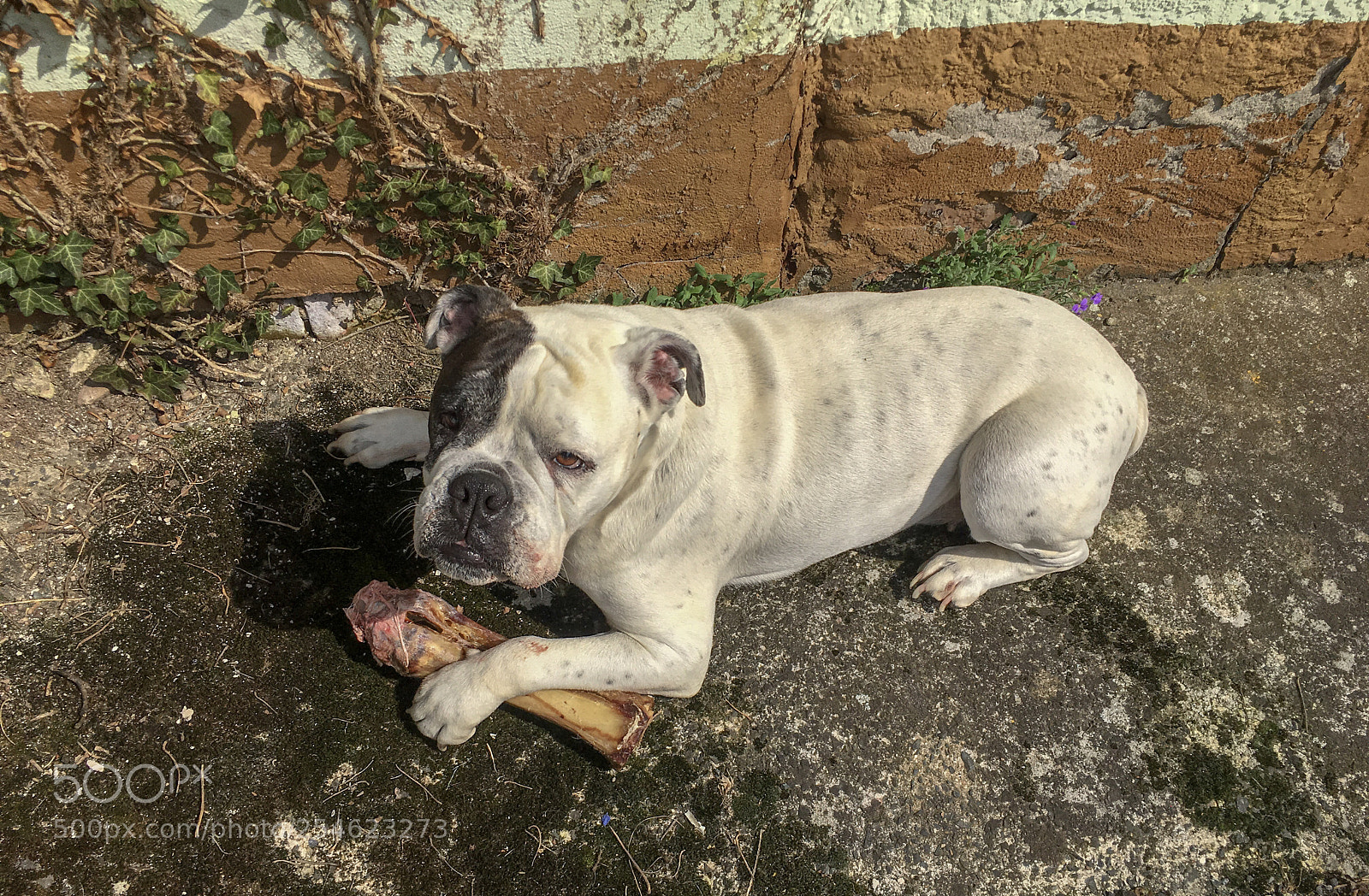 Apple iPhone SE sample photo. My bone photography