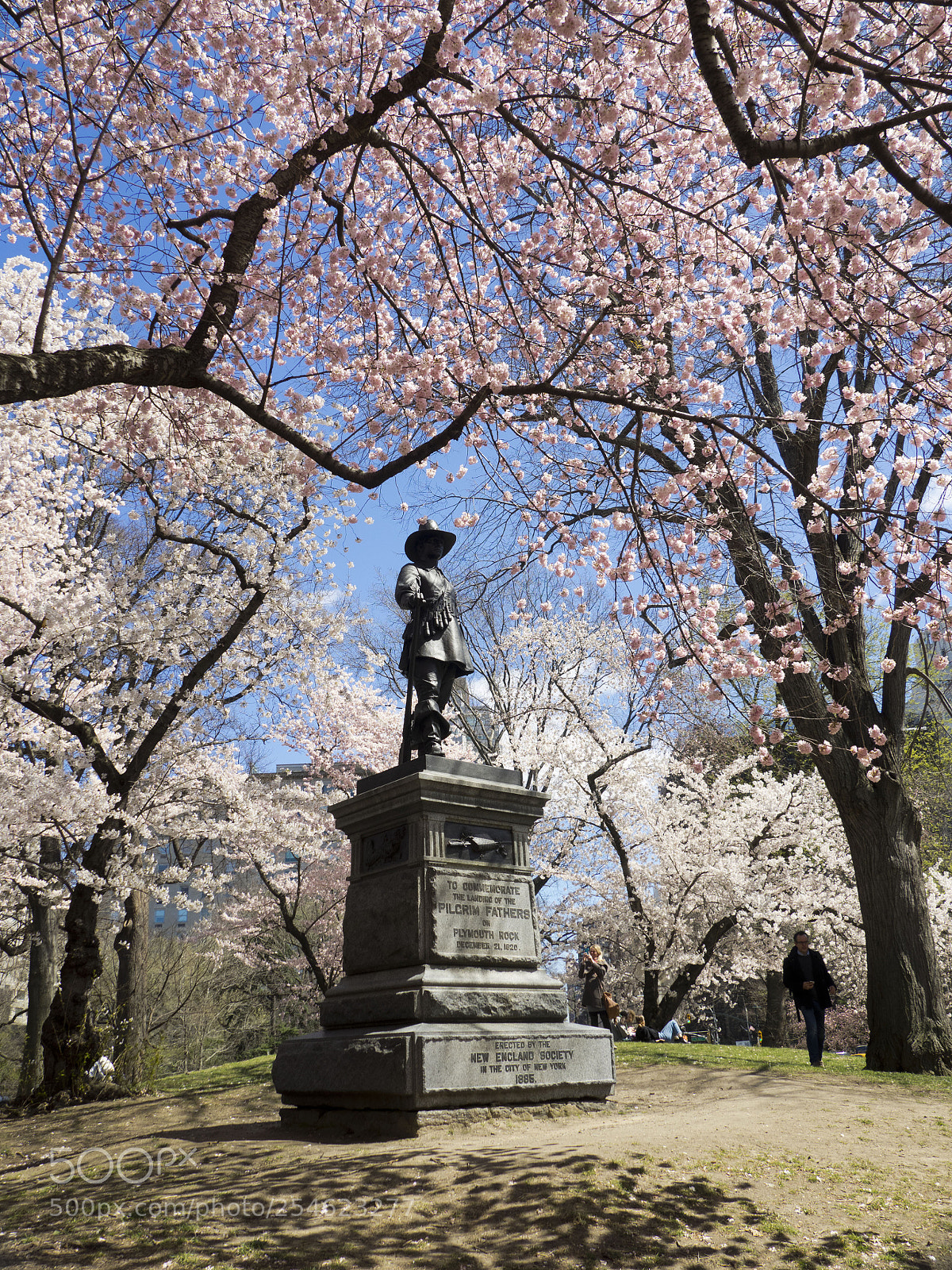 Olympus OM-D E-M1 sample photo. Cherry blossom in central photography