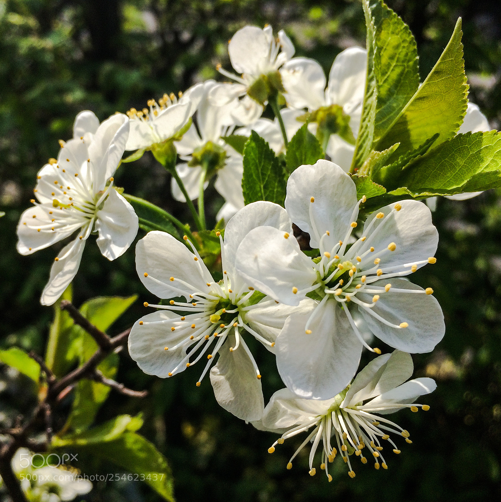 Apple iPhone 5s sample photo. Cherry blossom photography