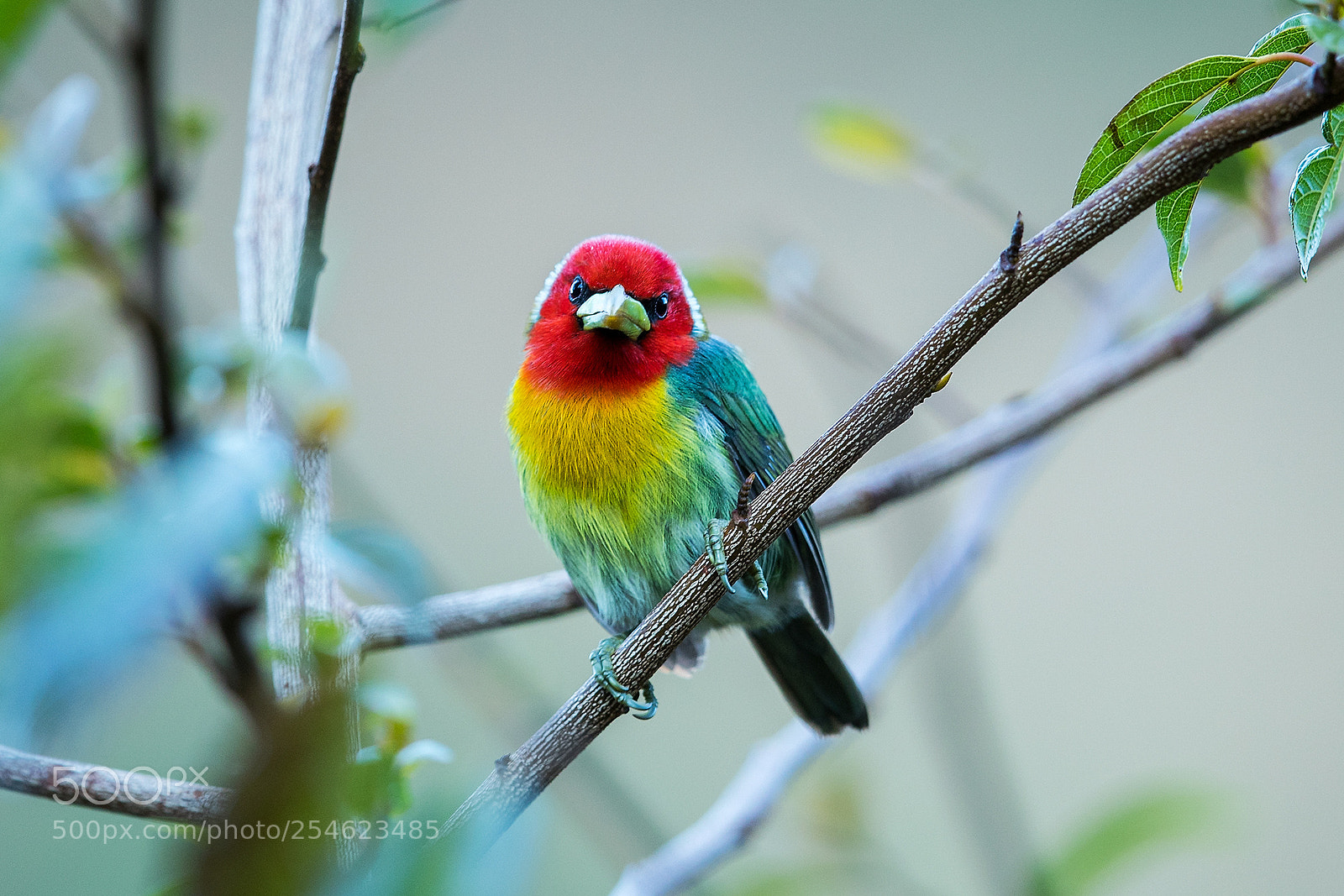 Canon EOS-1D X Mark II sample photo. Costa rica 2017 photography