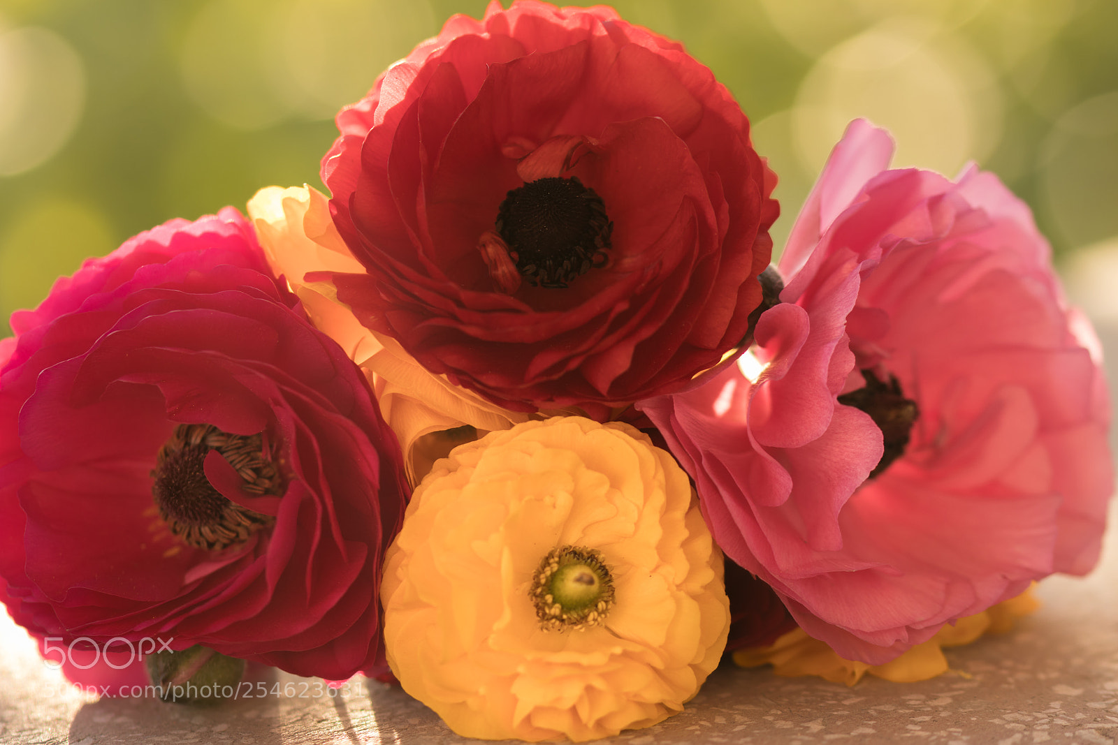Canon EOS 77D (EOS 9000D / EOS 770D) sample photo. Flowers for my grandparents photography