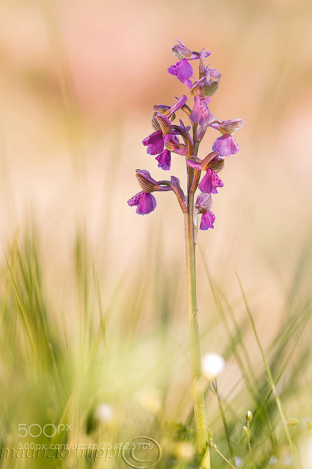 Canon EOS 70D sample photo. Orchidea selvatica photography