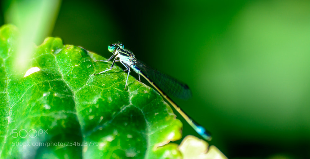 Nikon D5200 sample photo. Dragonfly photography