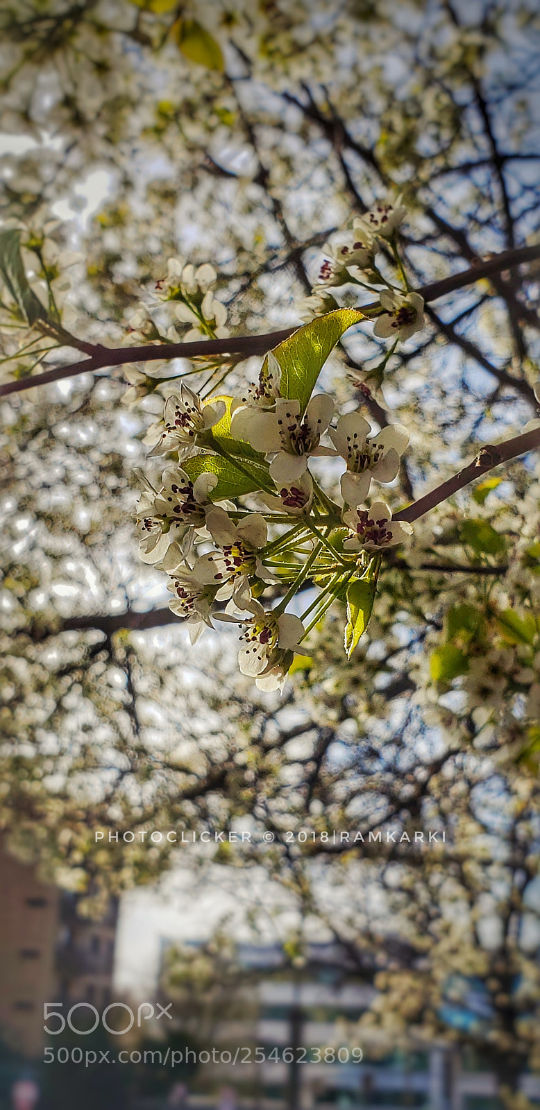 Samsung Galaxy S9+ sample photo. Spring is here in photography