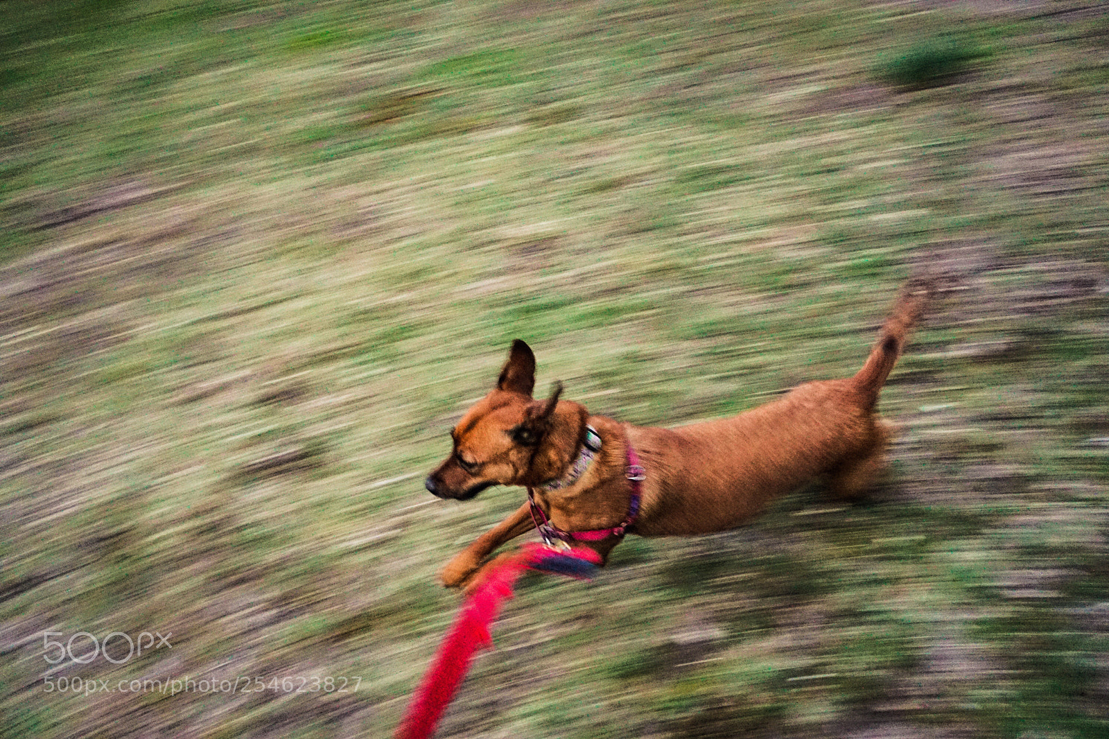Sony a6000 sample photo. Lucy running photography