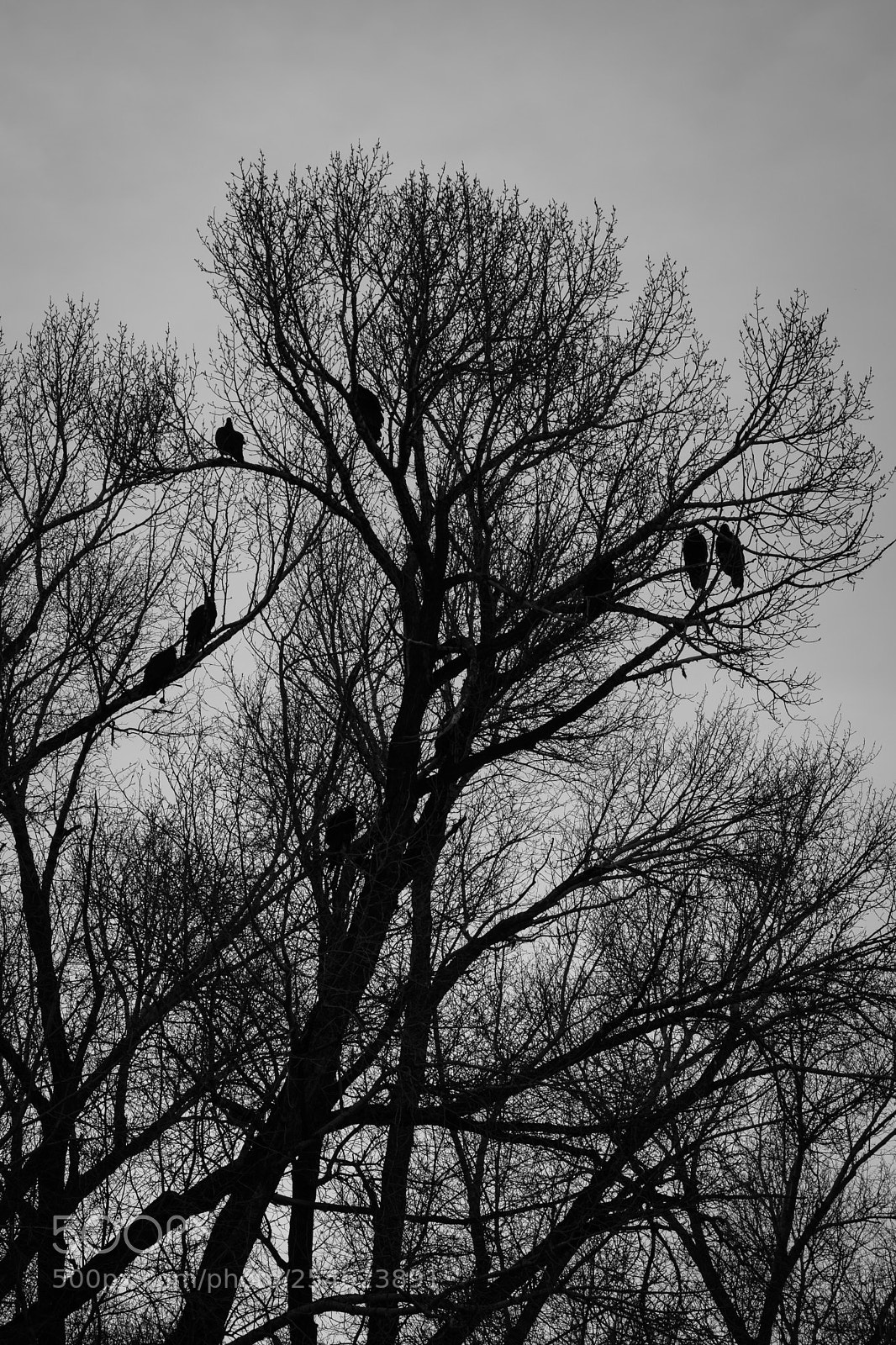 Fujifilm X-T2 sample photo. Death eaters photography