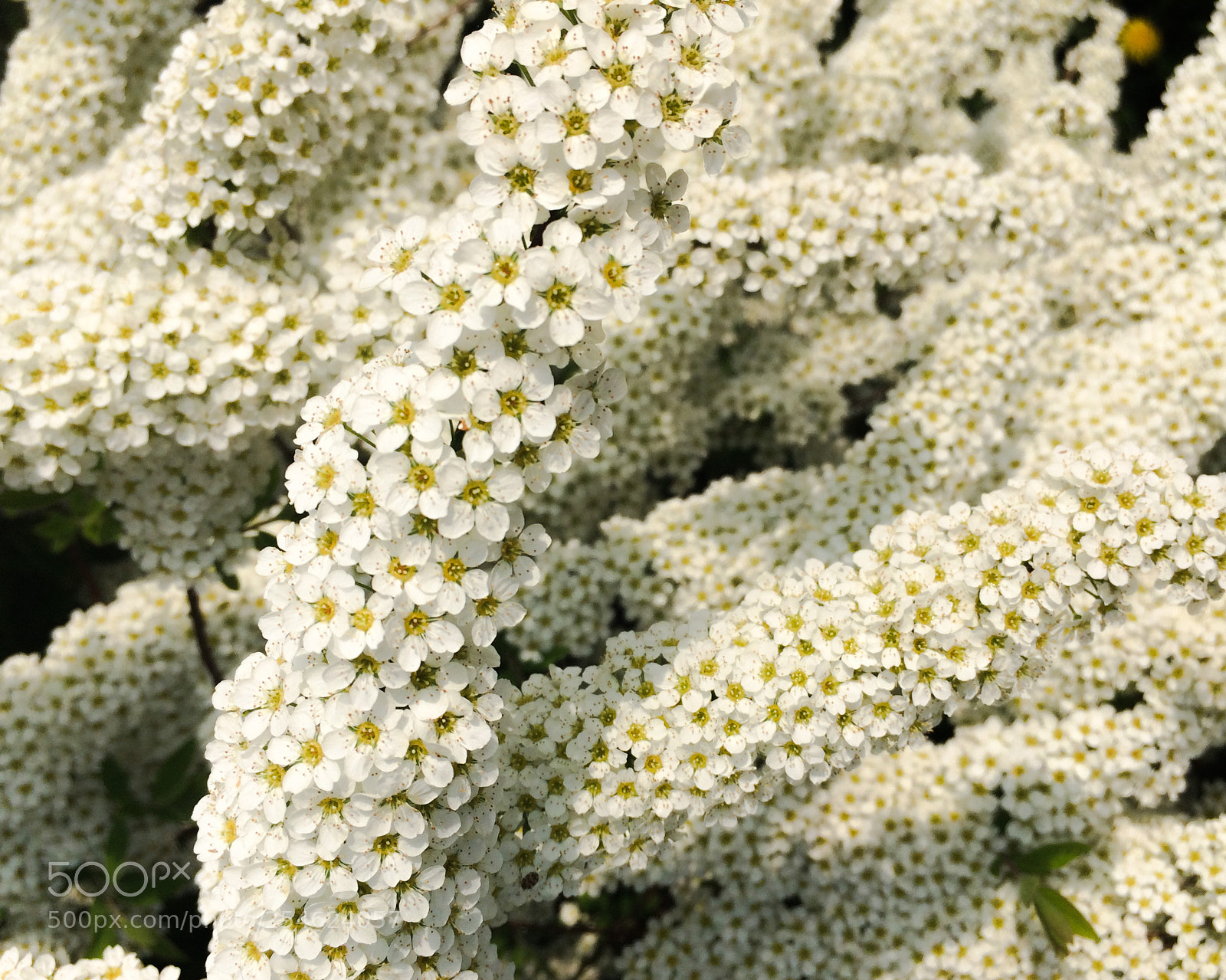 Apple iPhone 5s sample photo. Spirea photography