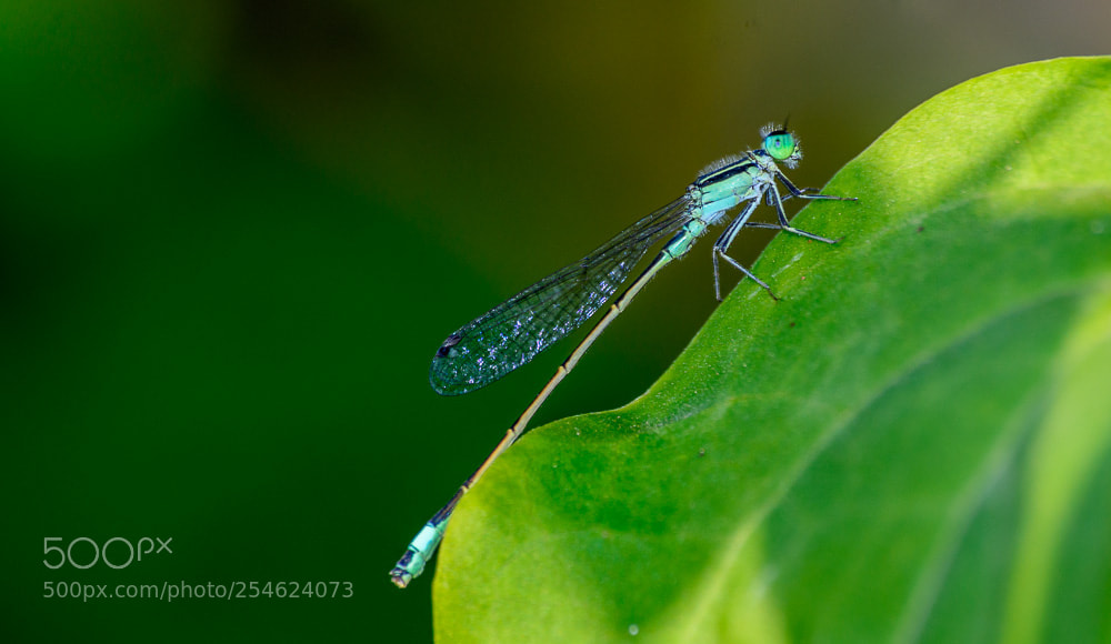 Nikon D5200 sample photo. Dragonfly photography
