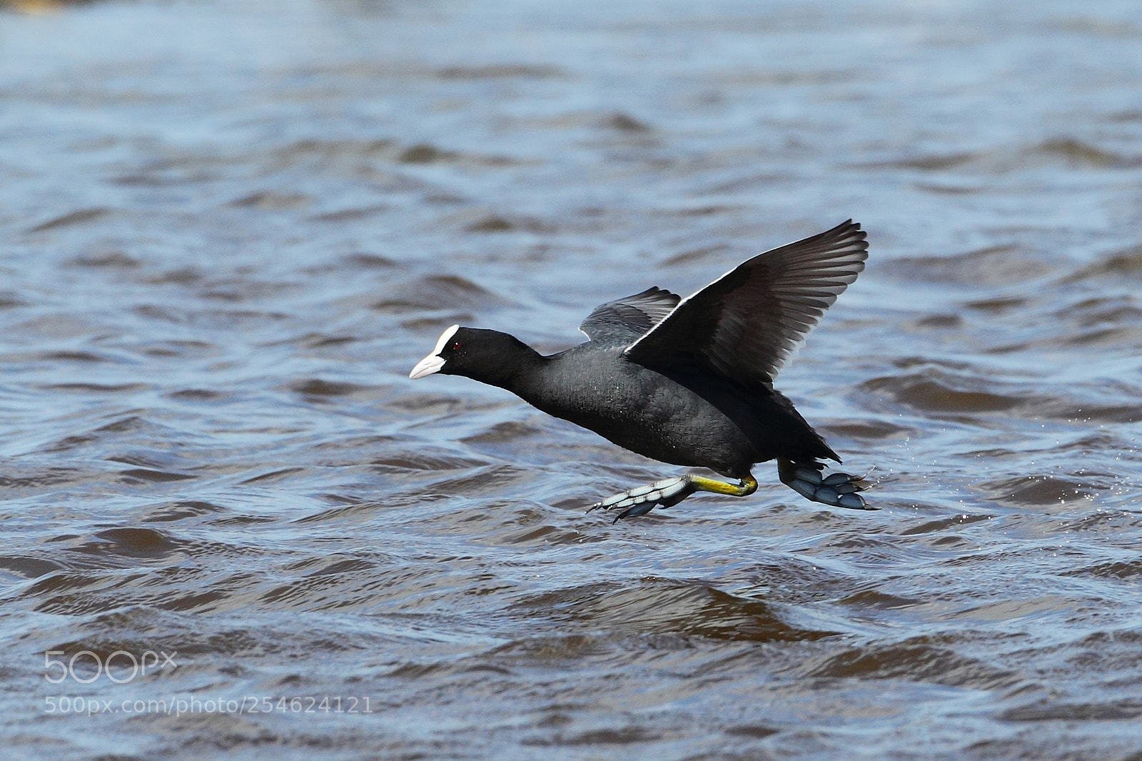 Canon EOS-1D Mark IV sample photo. 025.jpg photography