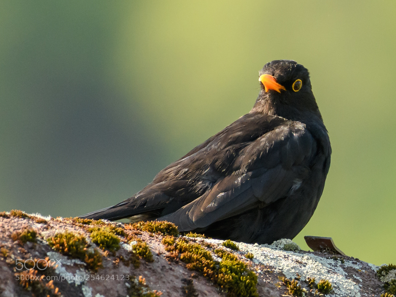 Nikon D850 sample photo. Amsel photography