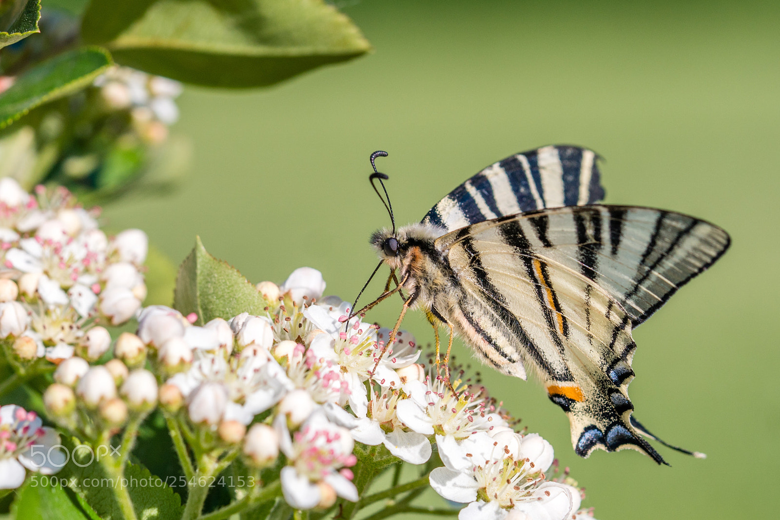 Sony a6300 sample photo. Papilio machaon photography