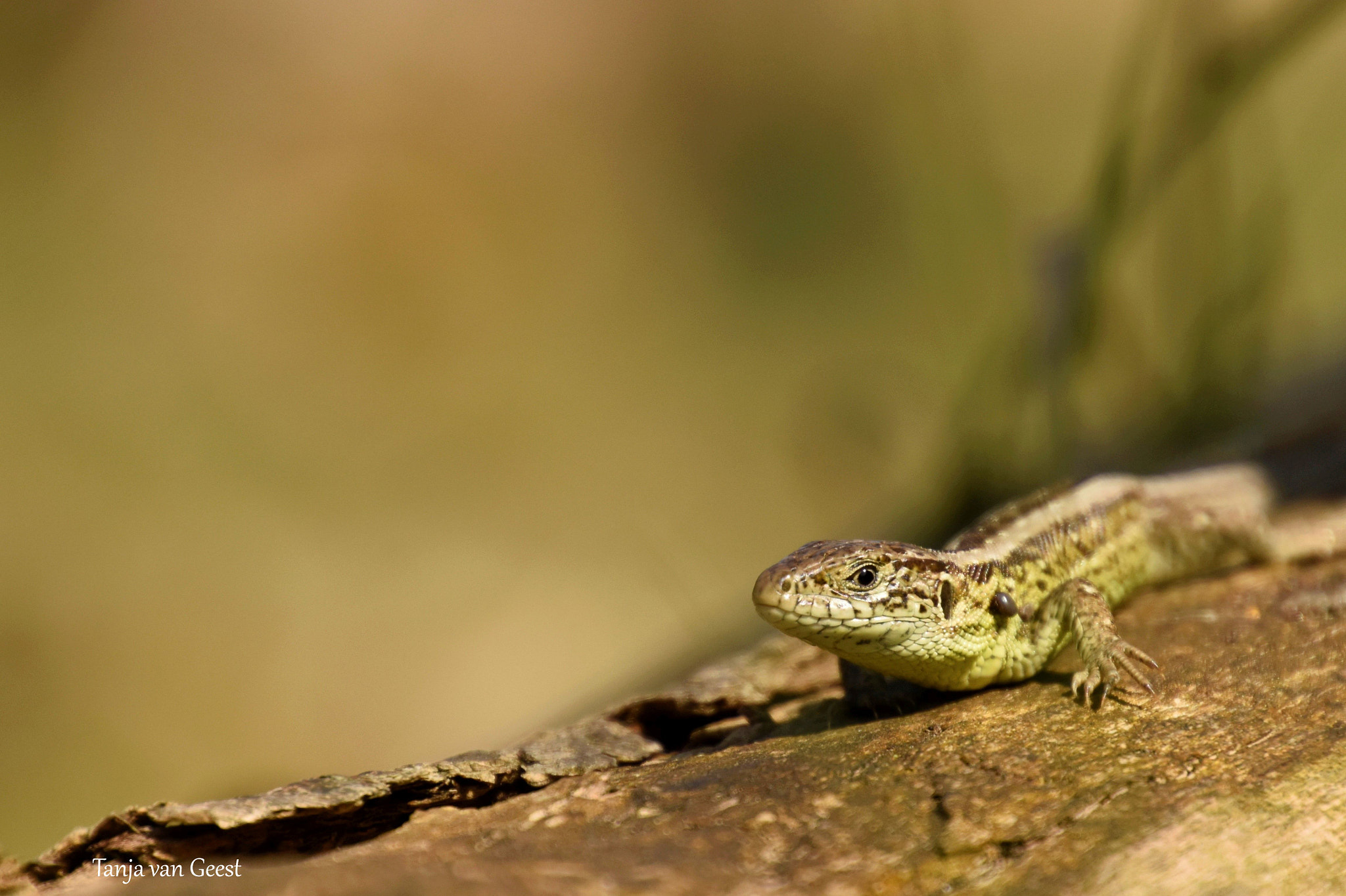 Nikon D5500 sample photo. Sand lizard photography