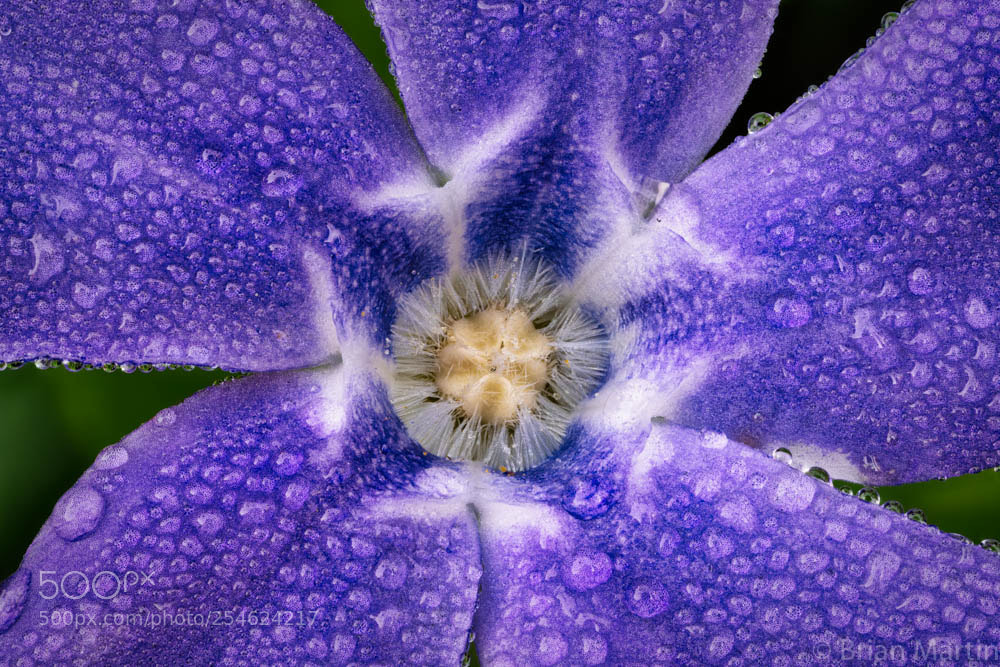 Sony a7R III sample photo. Blue morning dew photography