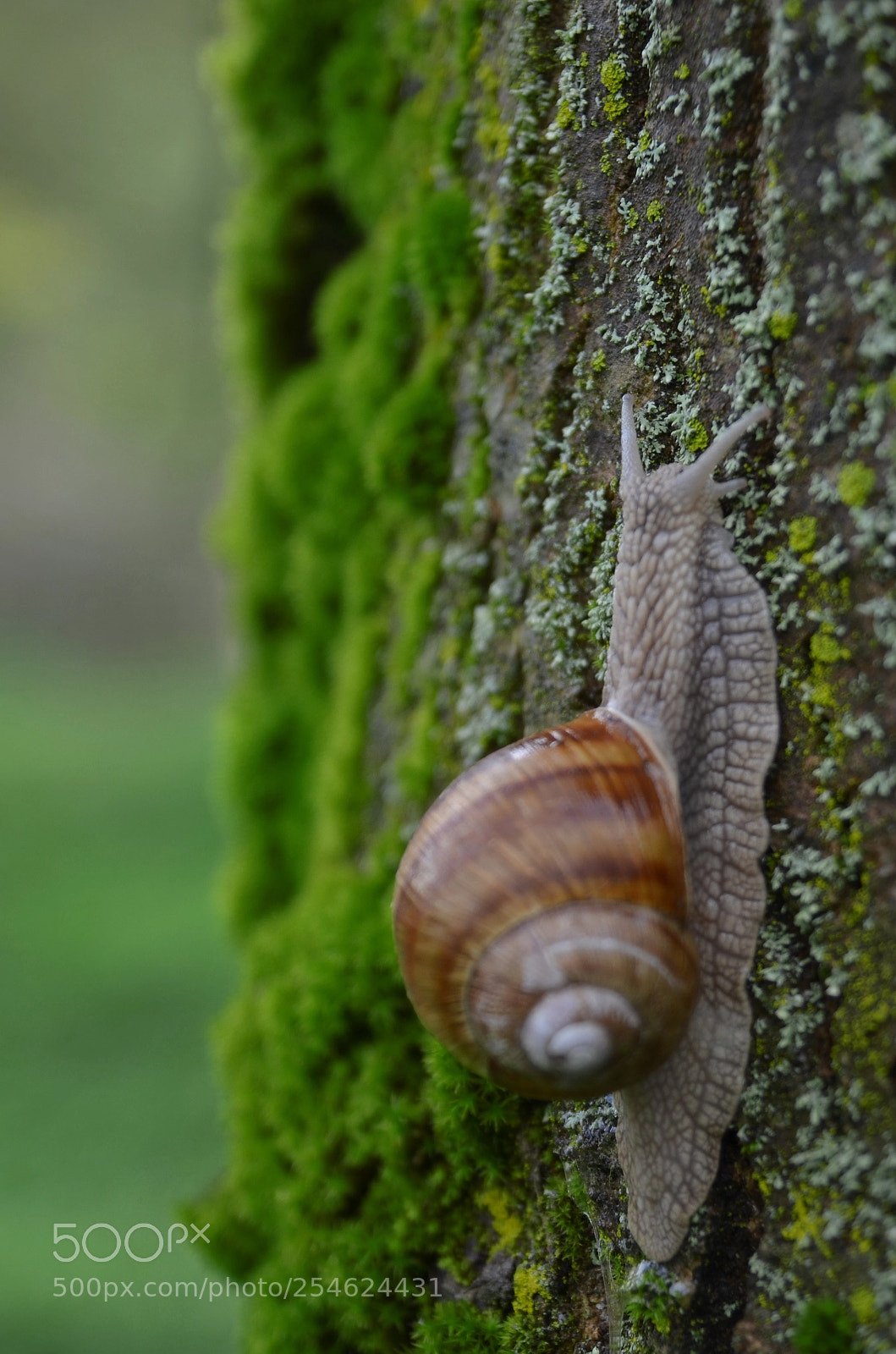 Nikon D5100 sample photo. Climbing snail. photography