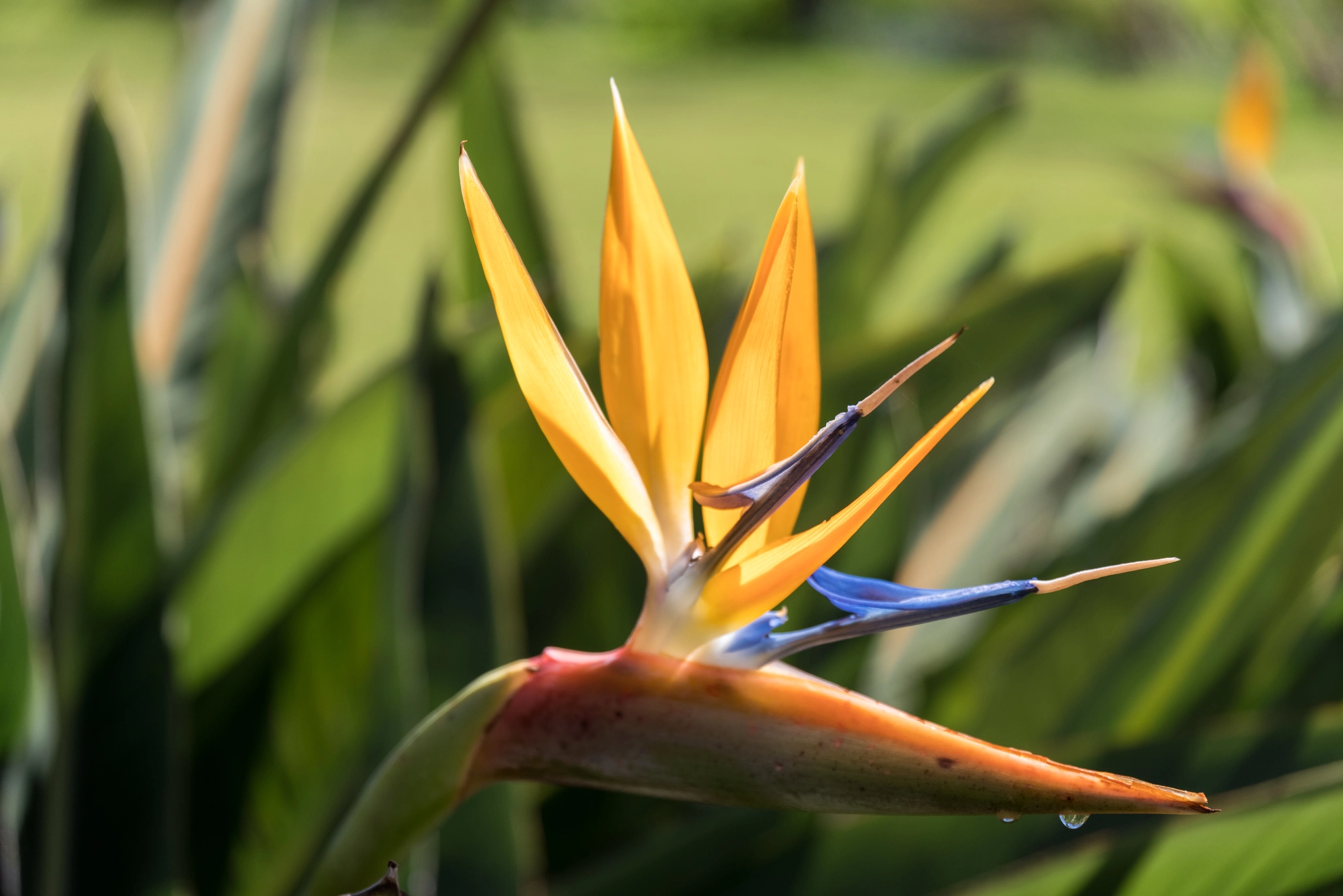 Pentax K-1 sample photo. Bird of paradise photography