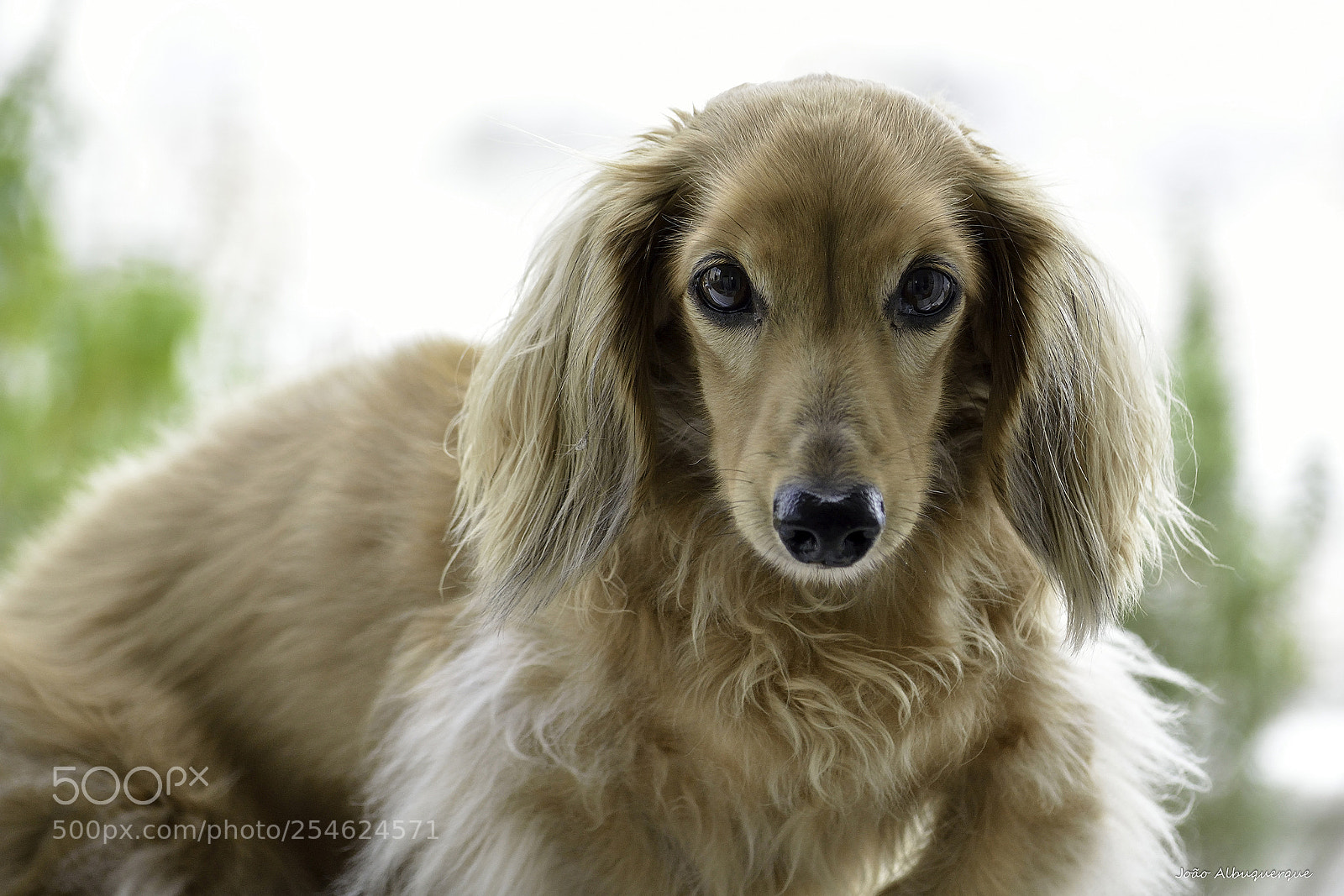 Nikon D5200 sample photo. The girl on the photography