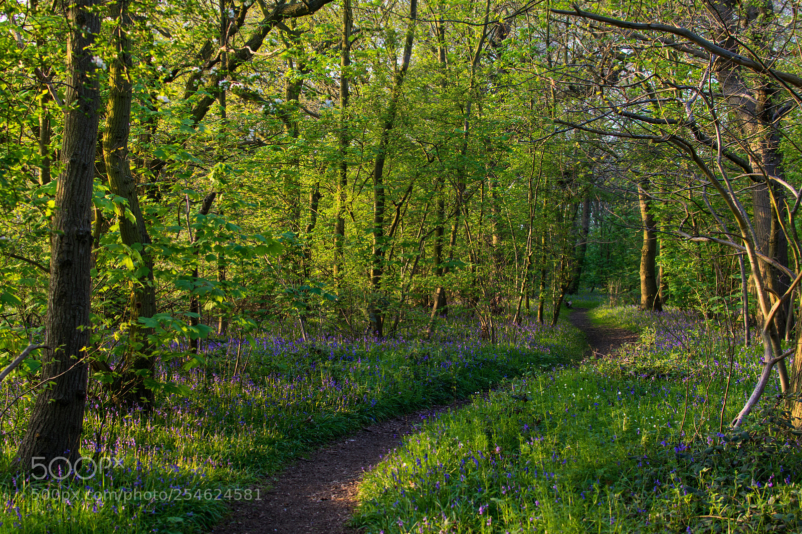 Nikon D3400 sample photo. A walk in the photography