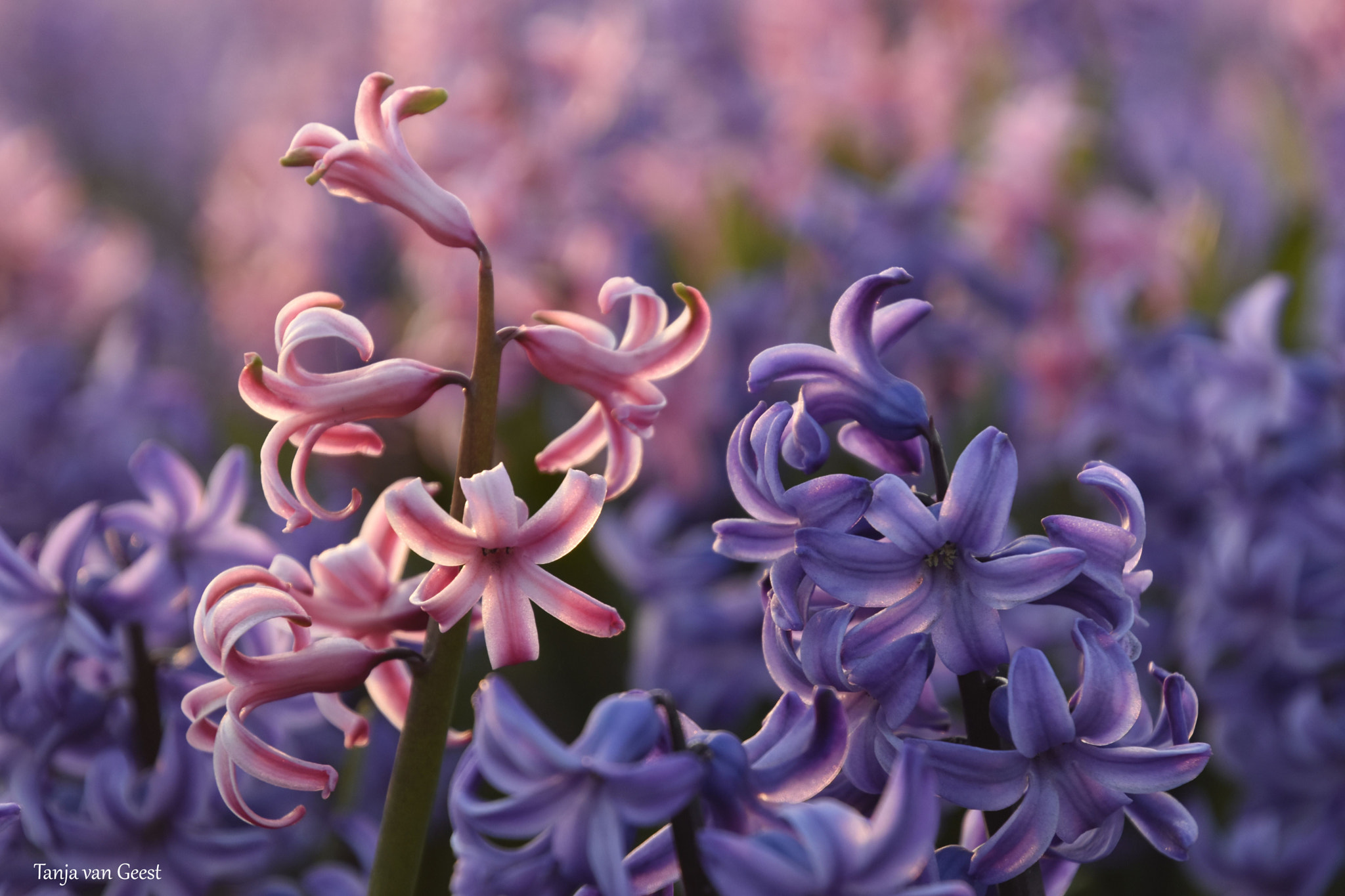Nikon D5500 sample photo. Hyacinthus photography
