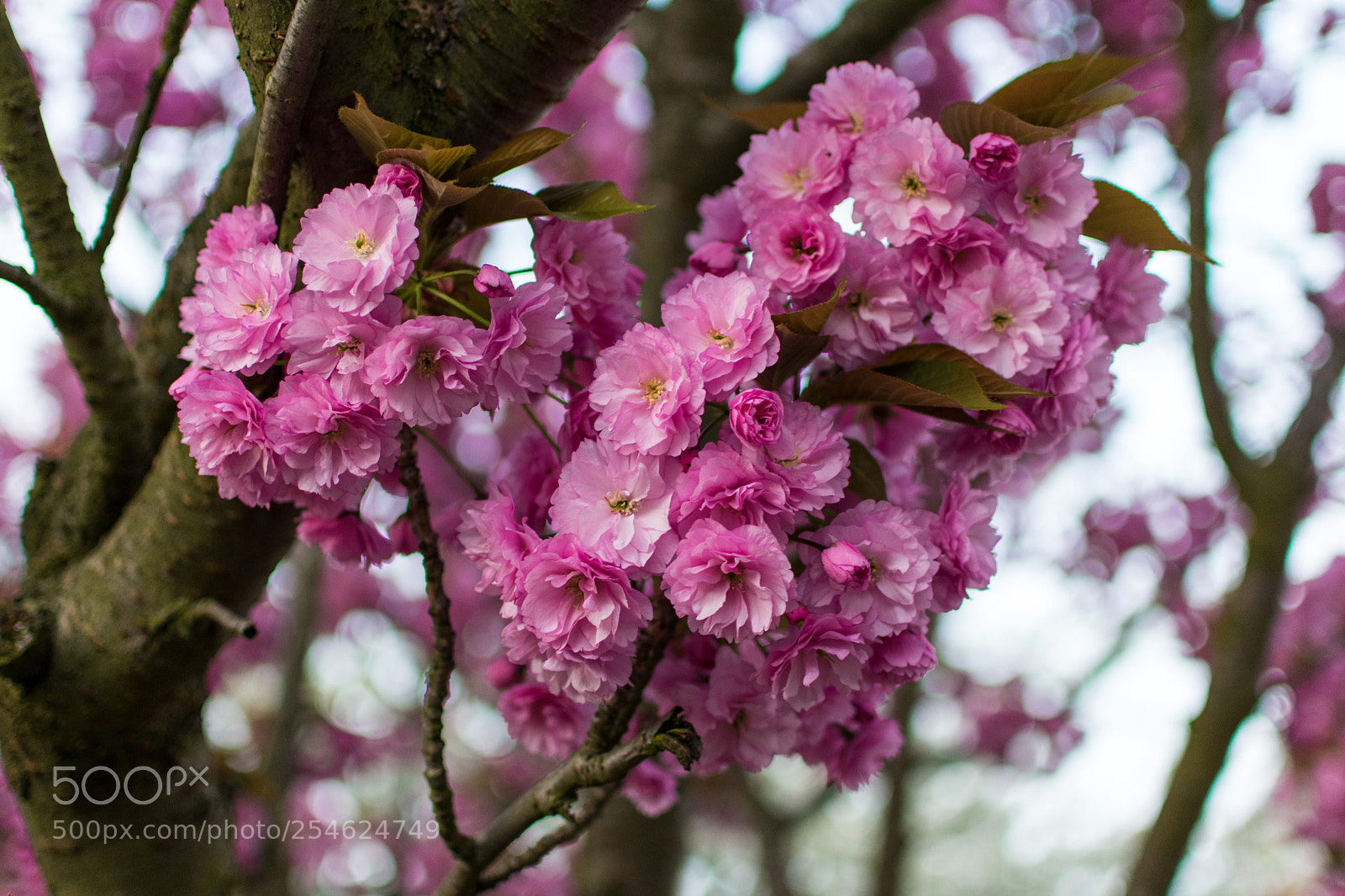 Nikon D3400 sample photo. Bright blossom  photography