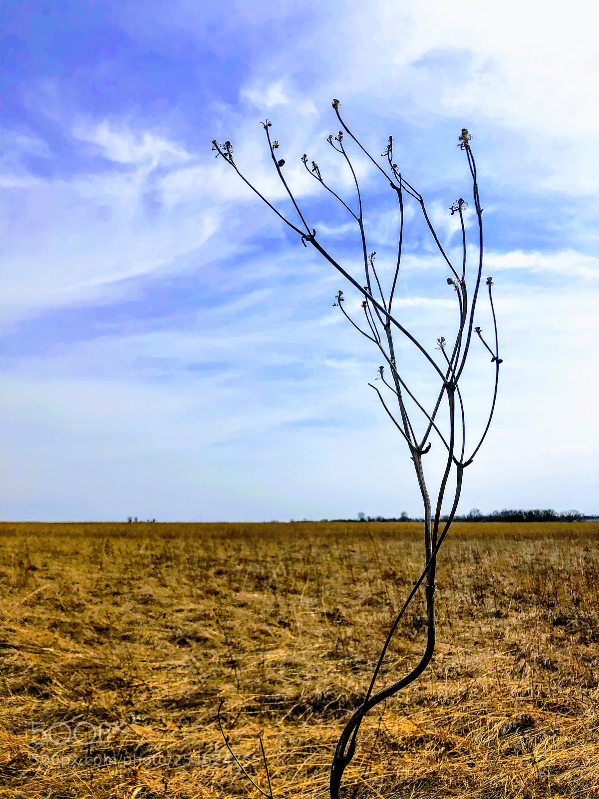 Apple iPhone X sample photo. Prairie photography