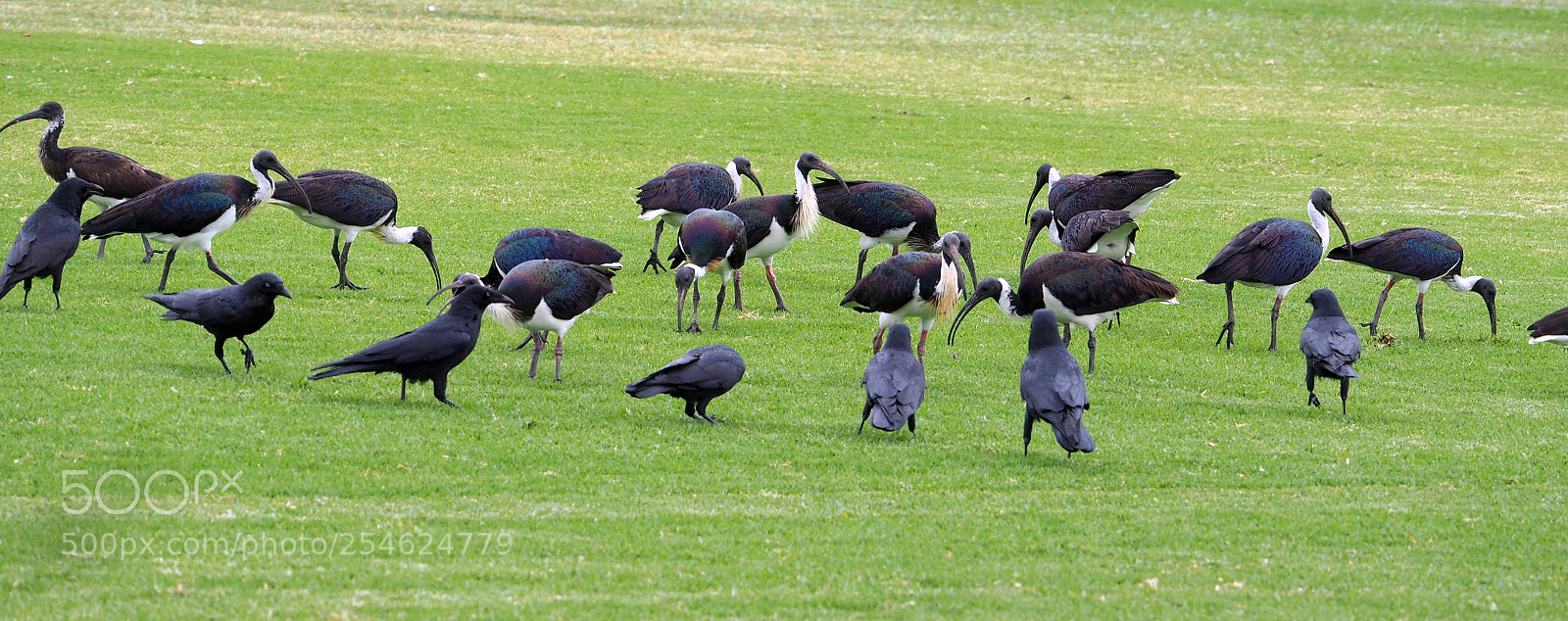 Olympus OM-D E-M5 II sample photo. Straw-necked ibis.. photography
