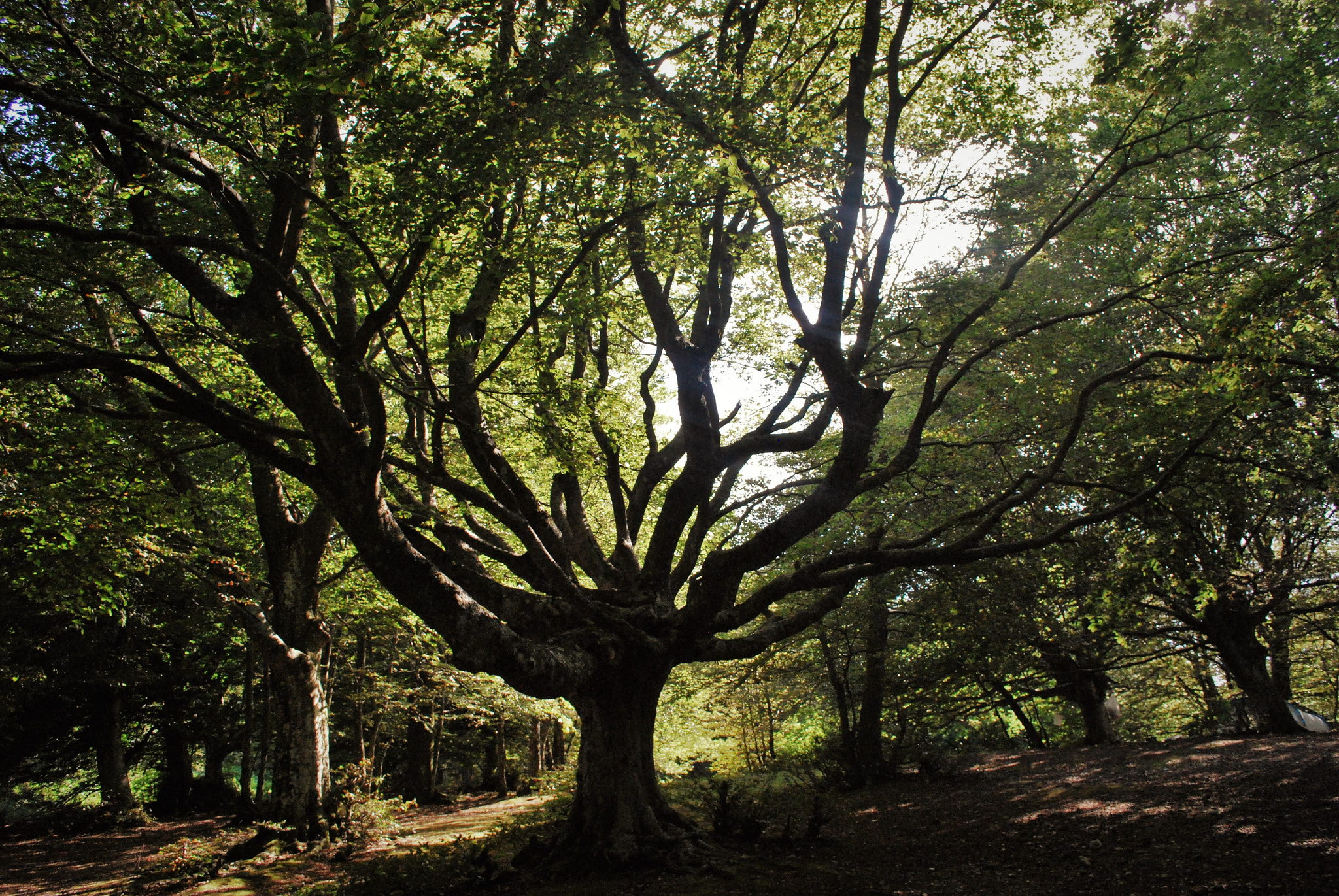 Nikon D60 sample photo. Beech tree photography