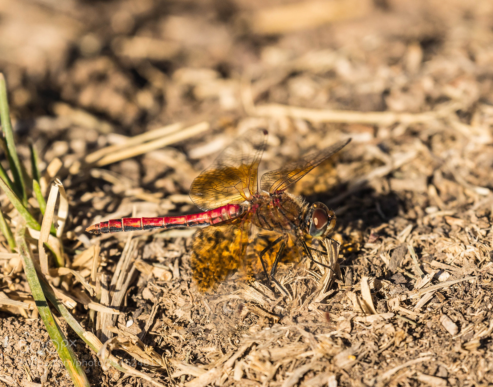 Canon EOS 600D (Rebel EOS T3i / EOS Kiss X5) sample photo. Meadow hawk photography