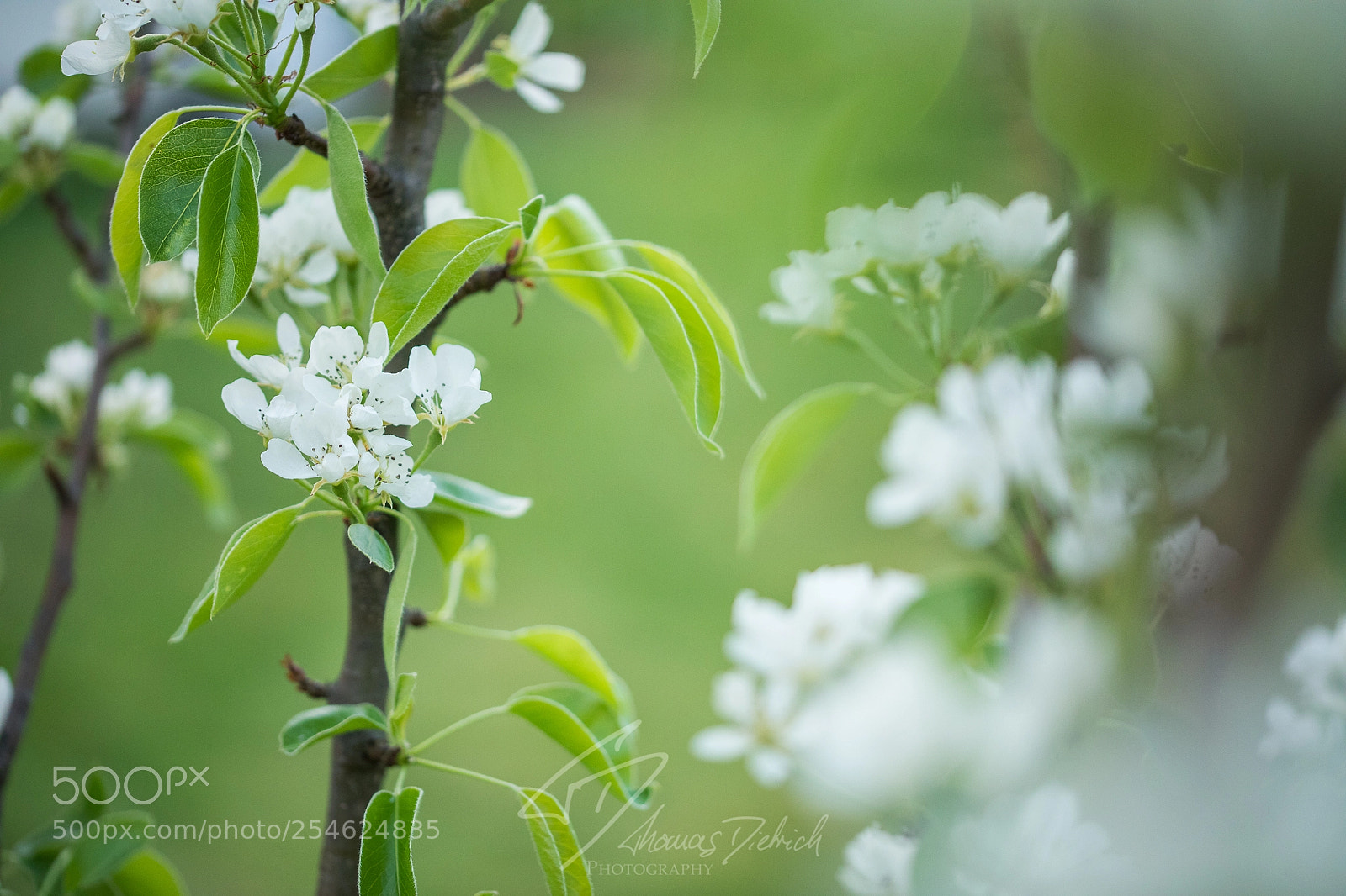 Canon EOS 5D Mark IV sample photo. Arrival of spring photography