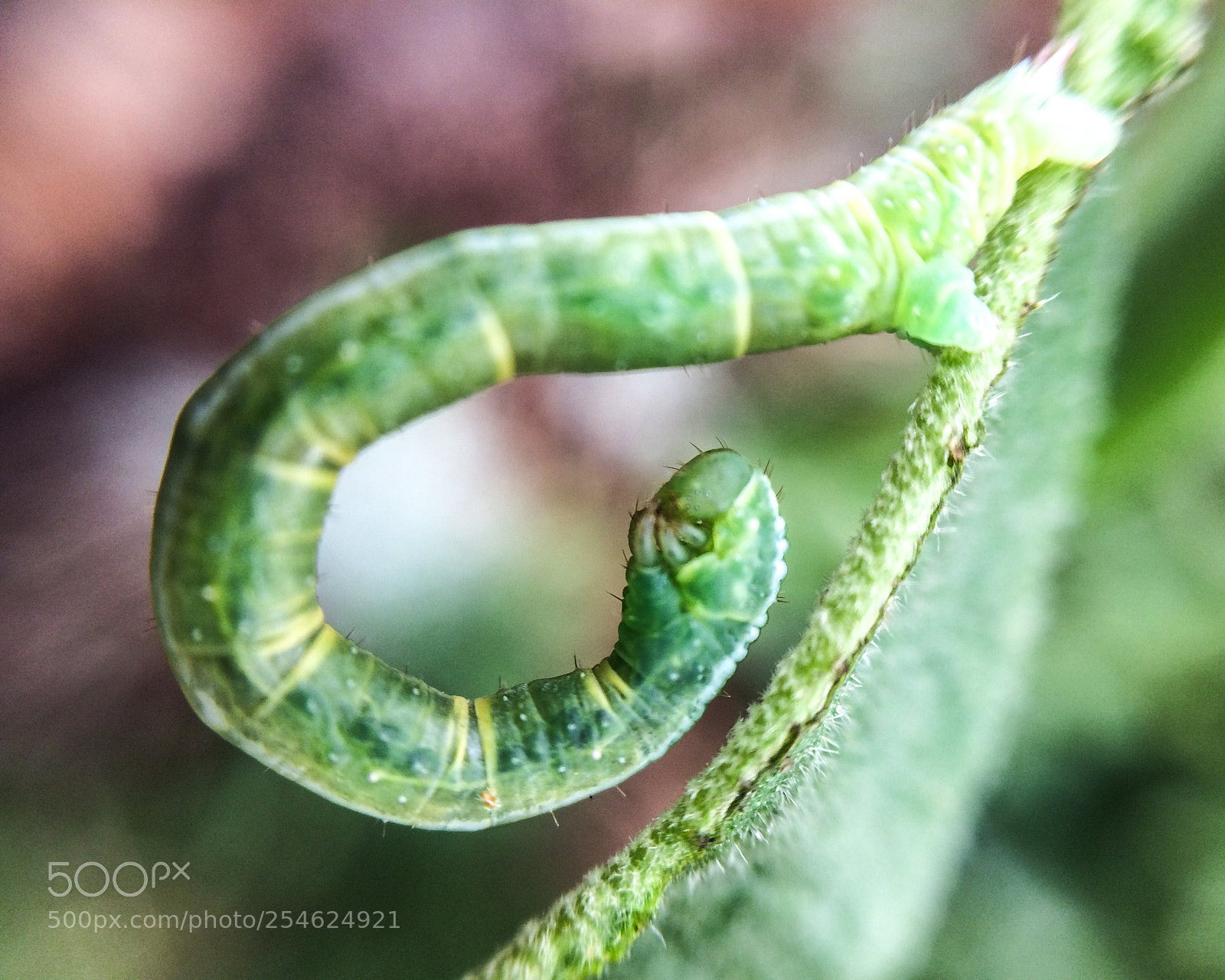 Apple iPhone 5s sample photo. Eulithis mellinata caterpillar photography
