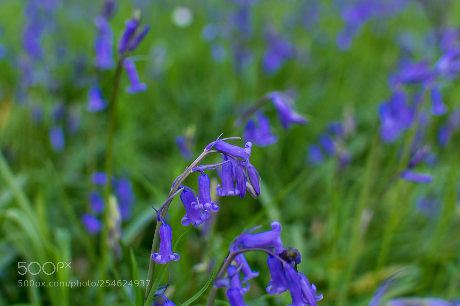 Nikon D3400 sample photo. Blue bells photography