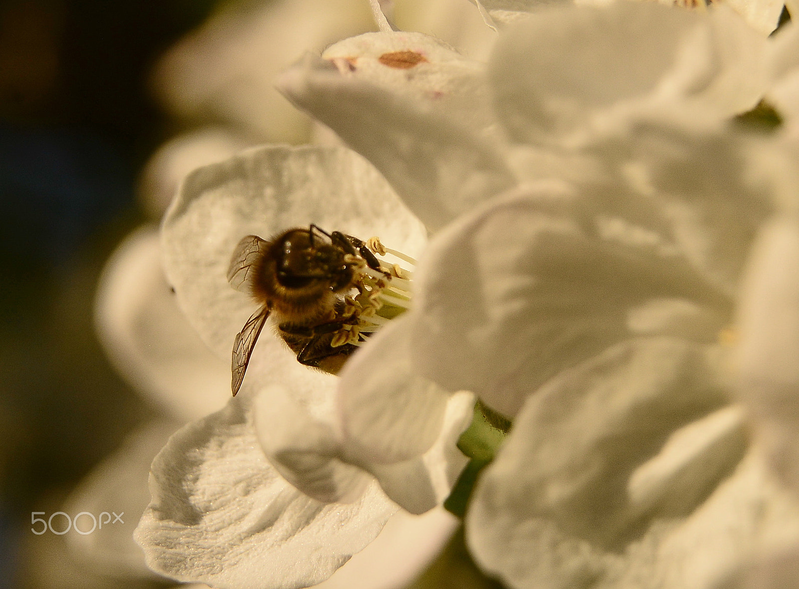 Nikon D7100 sample photo. Bee photography