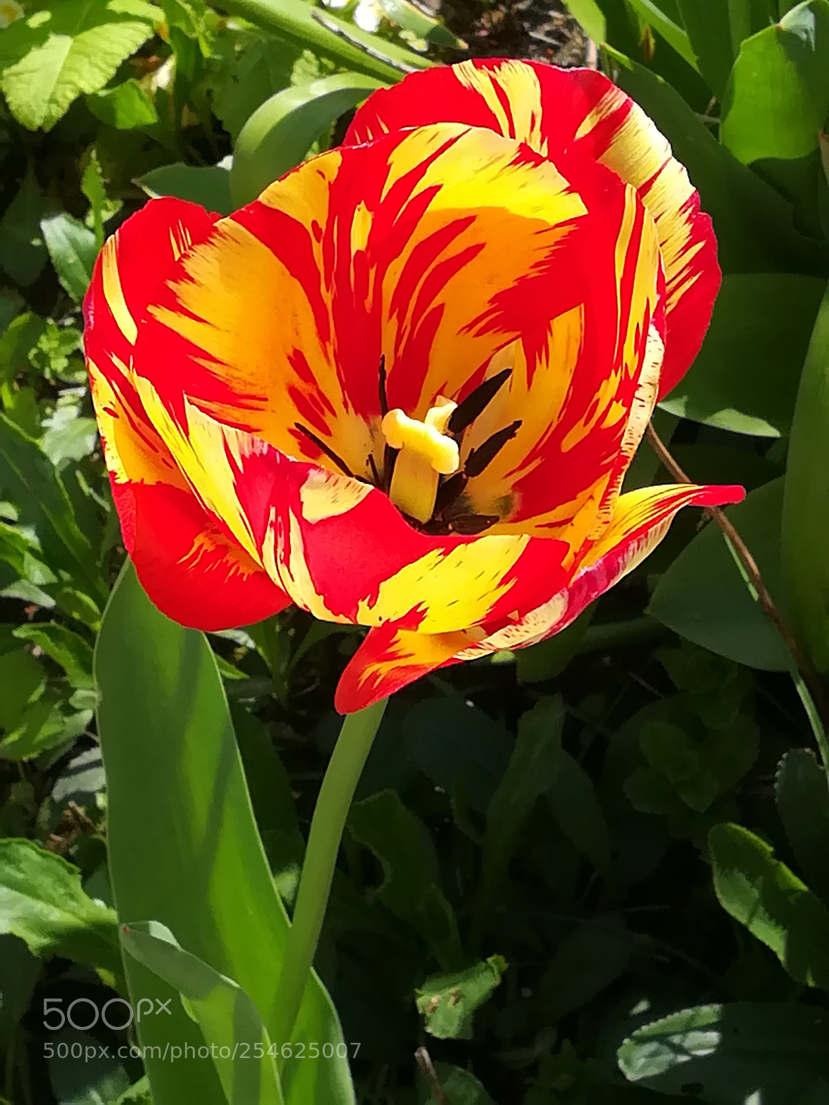 HUAWEI PRA-LX1 sample photo. En rouge et jaune... photography
