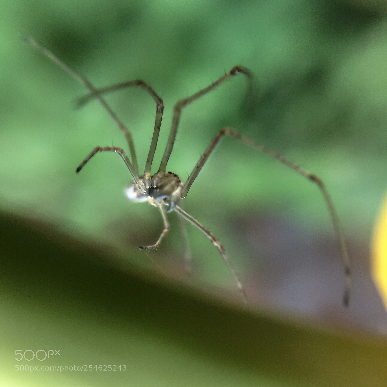 Apple iPhone 5s sample photo. Tetragnatha sp long jawed photography