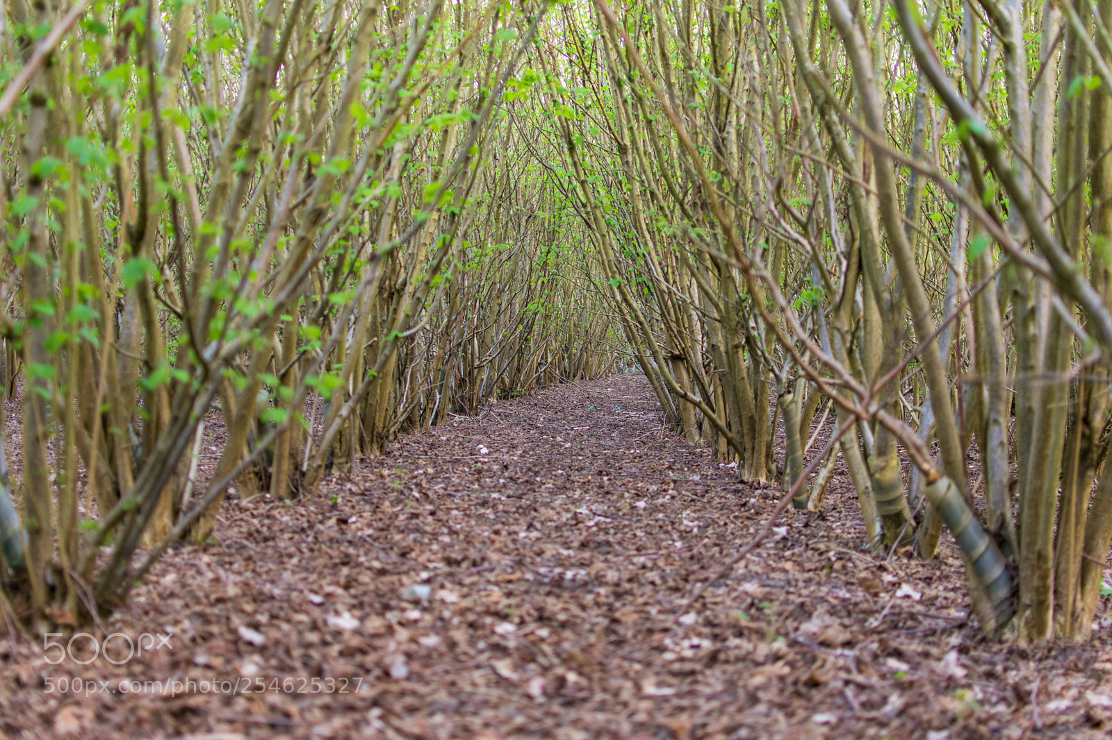 Nikon D3400 sample photo. Coppice trees photography