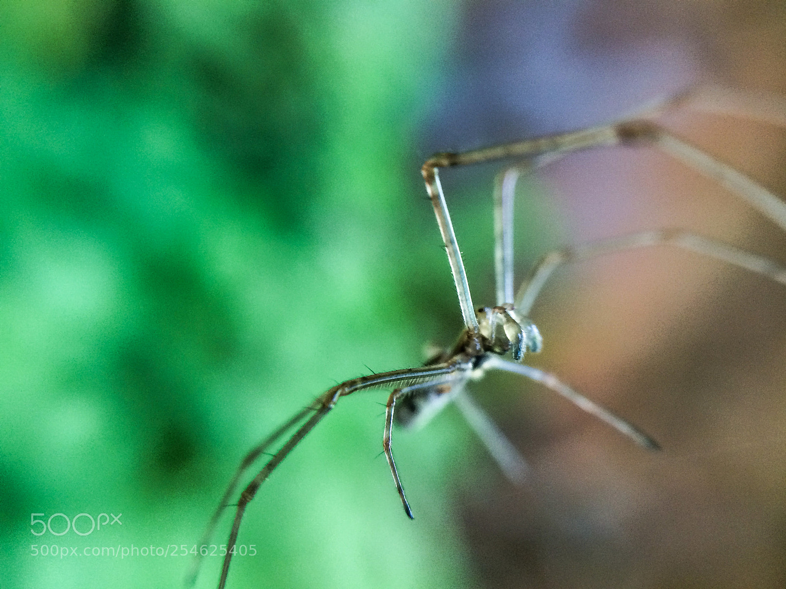 Apple iPhone 5s sample photo. Spider photography