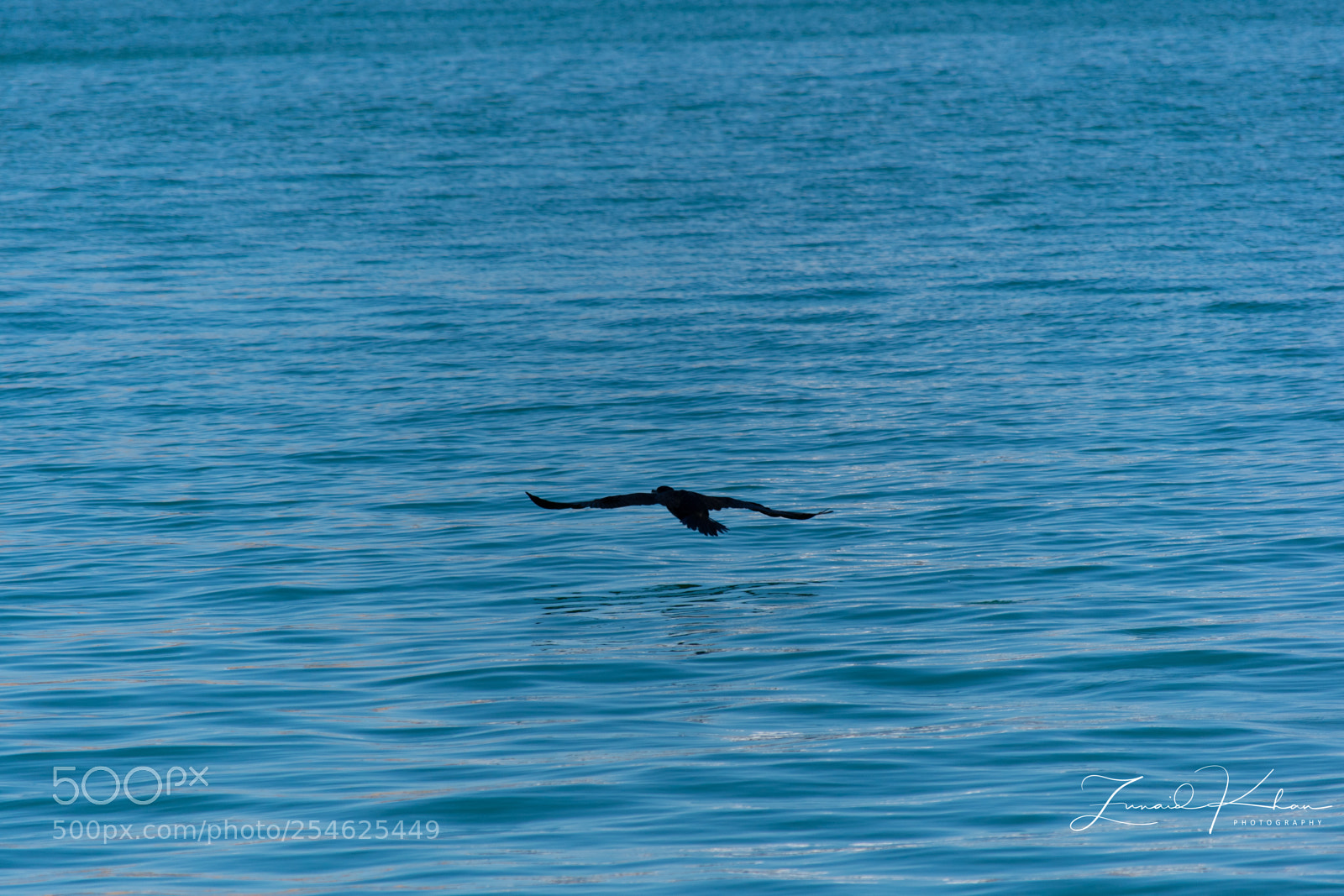 Nikon D3400 sample photo. Wingspan  photography