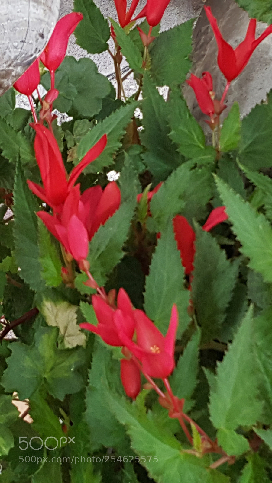 Samsung GALAXY S6 edge sample photo. Flower photography
