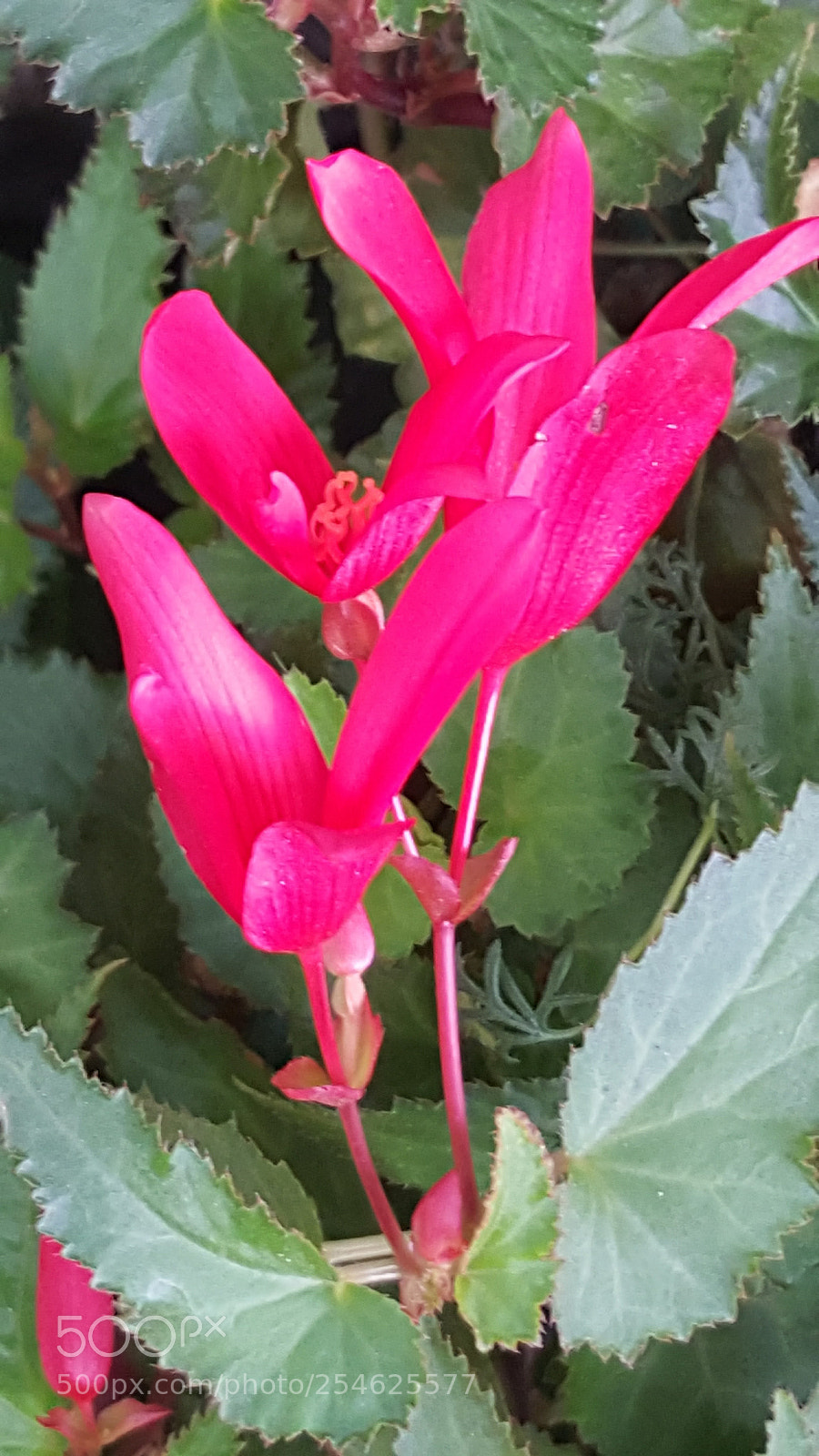 Samsung GALAXY S6 edge sample photo. Flower photography