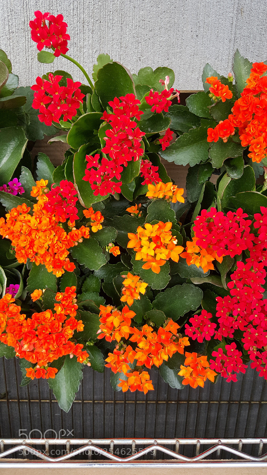 Samsung GALAXY S6 edge sample photo. Flower photography