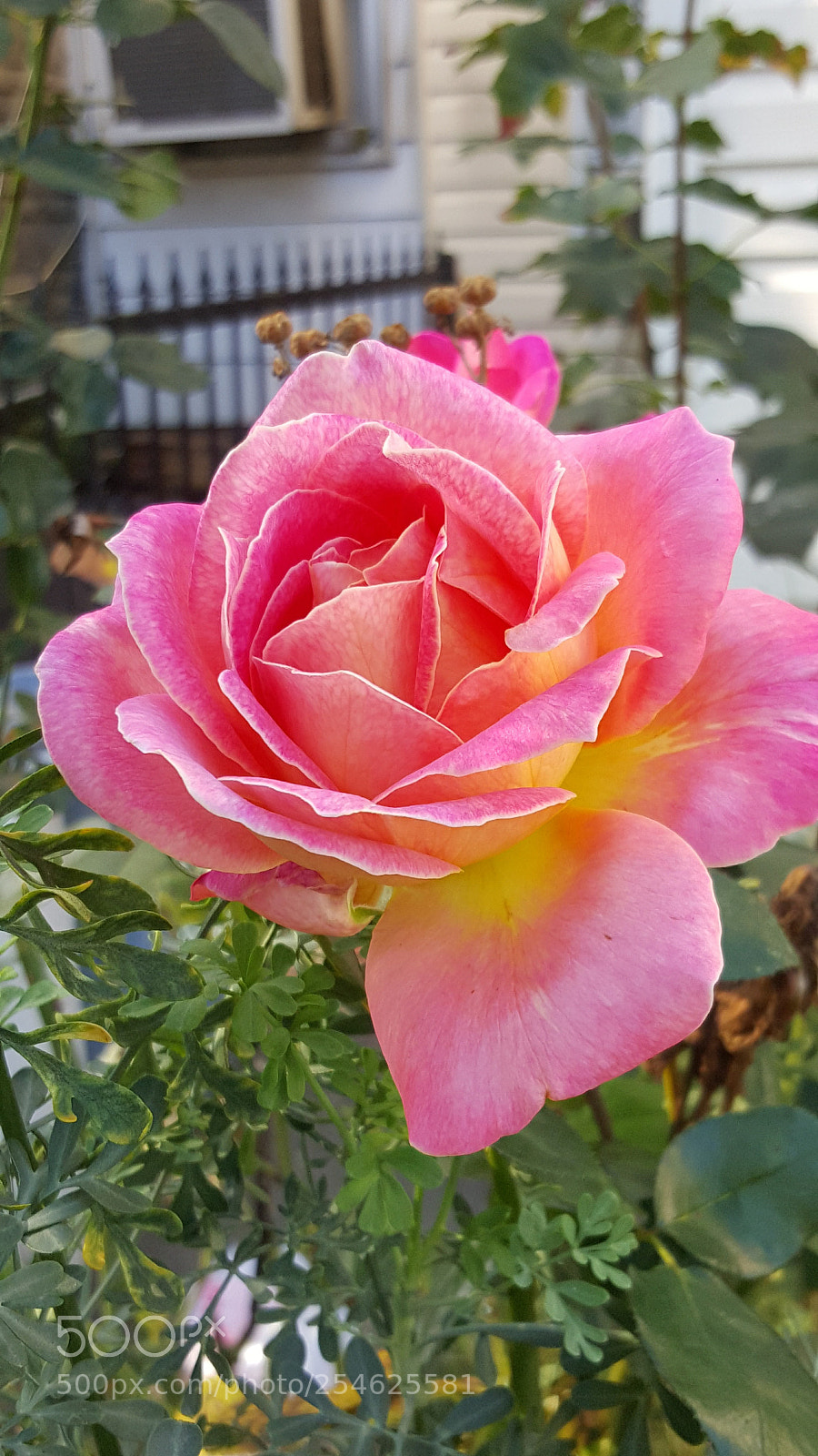 Samsung GALAXY S6 edge sample photo. Flower photography