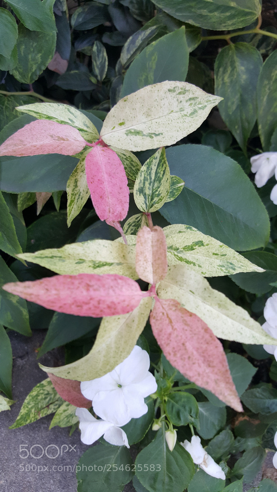 Samsung GALAXY S6 edge sample photo. Flower photography